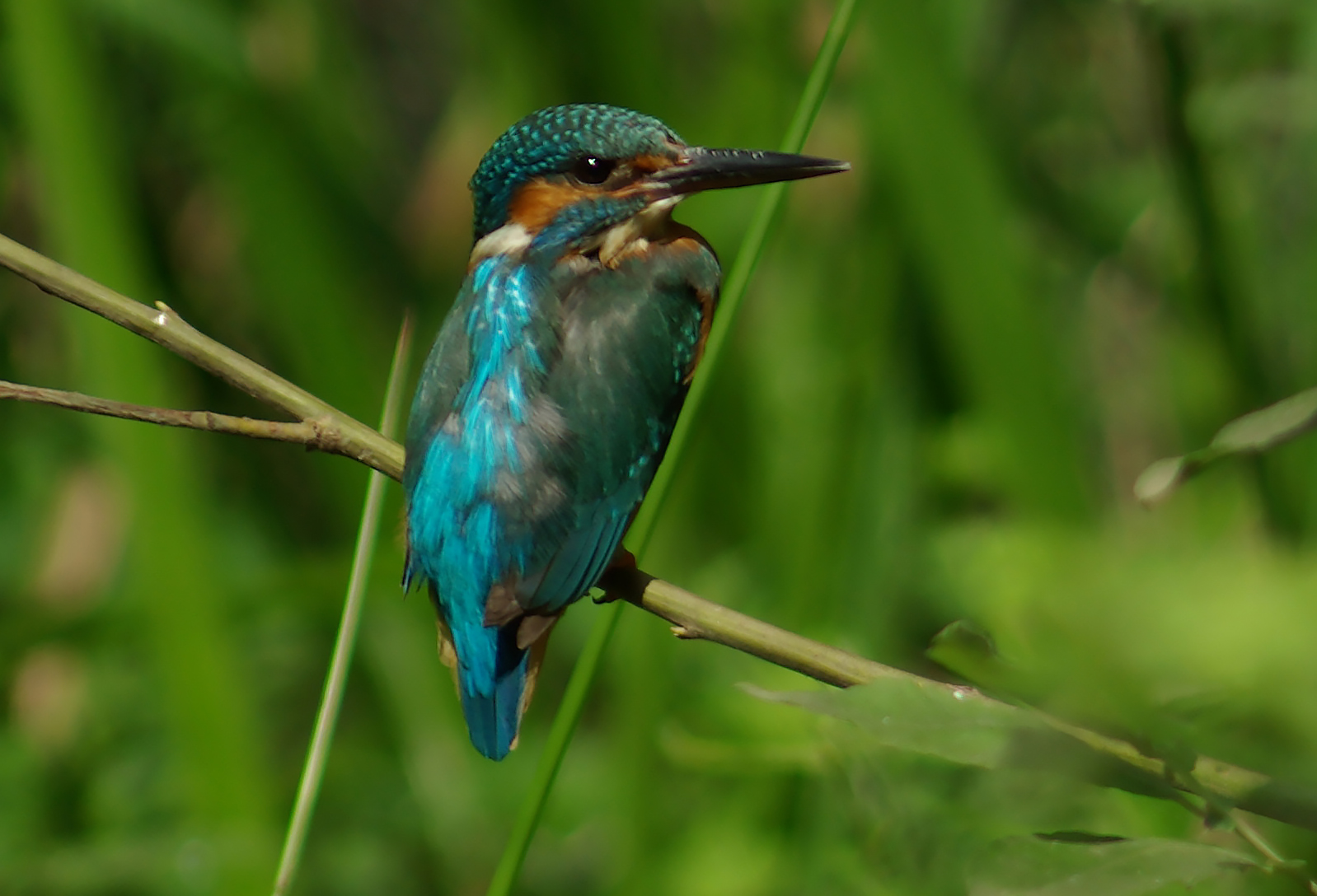 Kingfisher