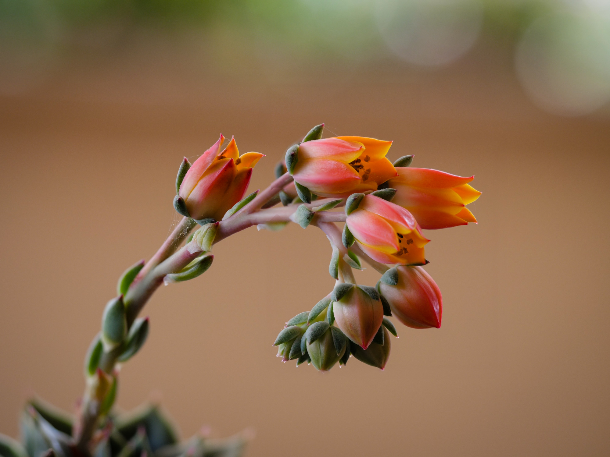 Flowering fatty plant