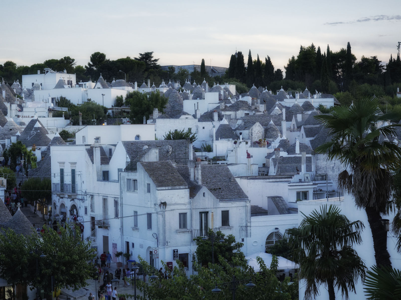 Tree to the burnish of the evening