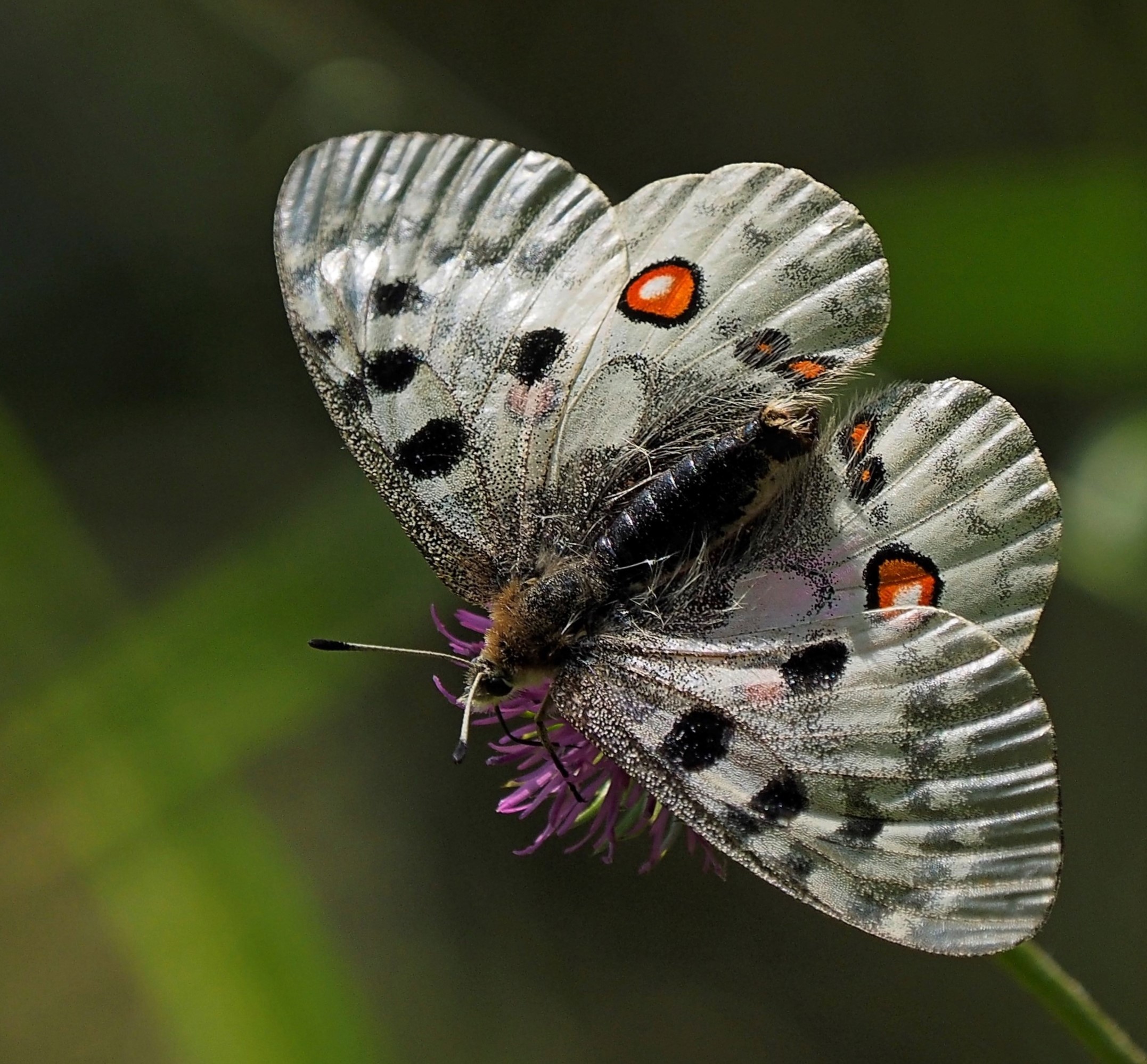Apollo Parnassius
