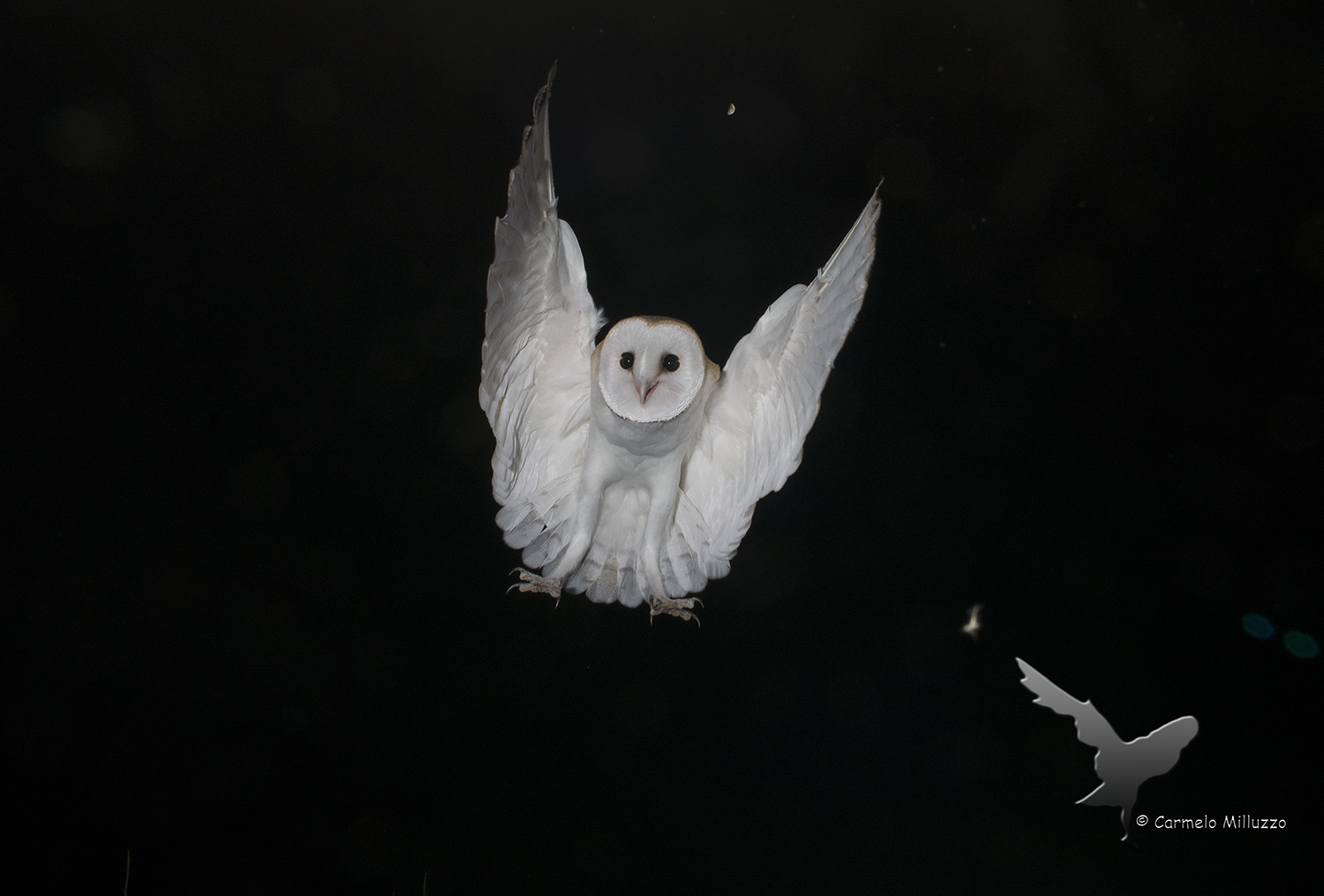 The Barbagianni the moon and the bat