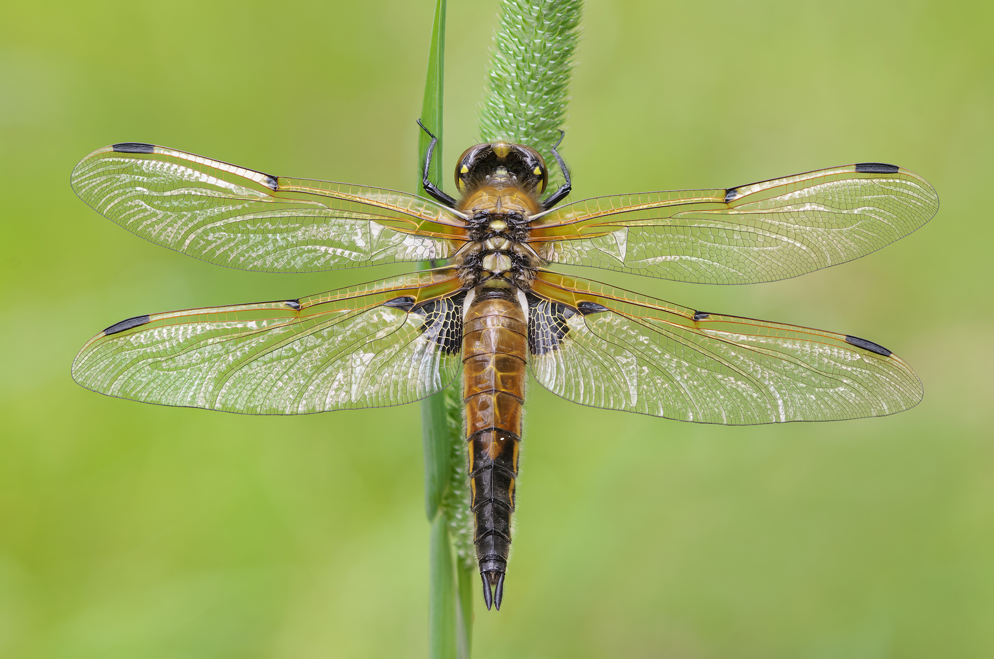 Libellula quadrimaculata