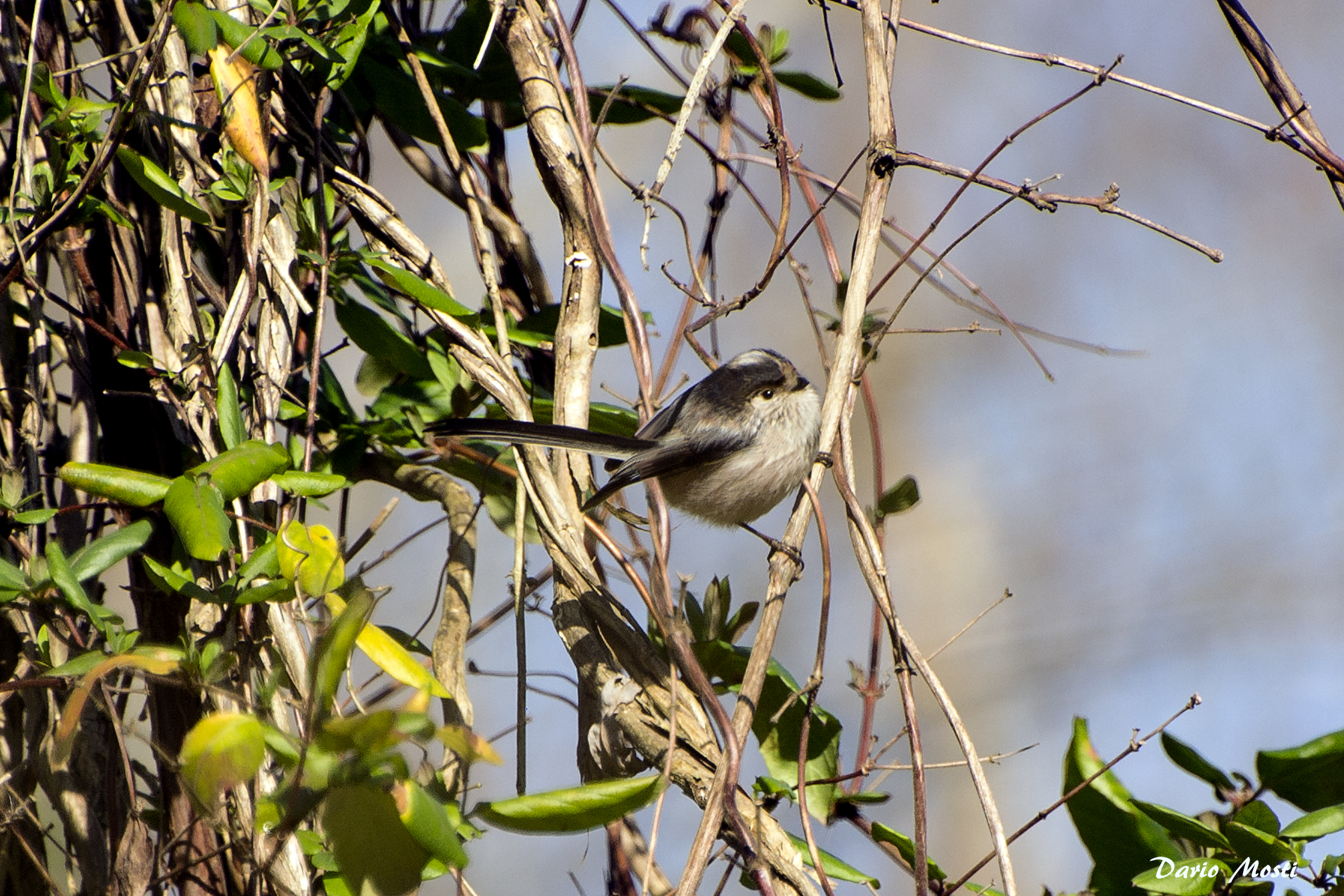 Long-tailed Tit