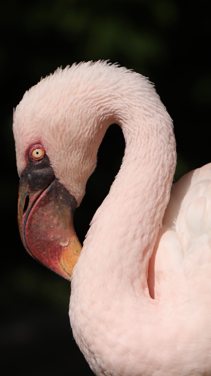 Fenicottero Le Cornelle