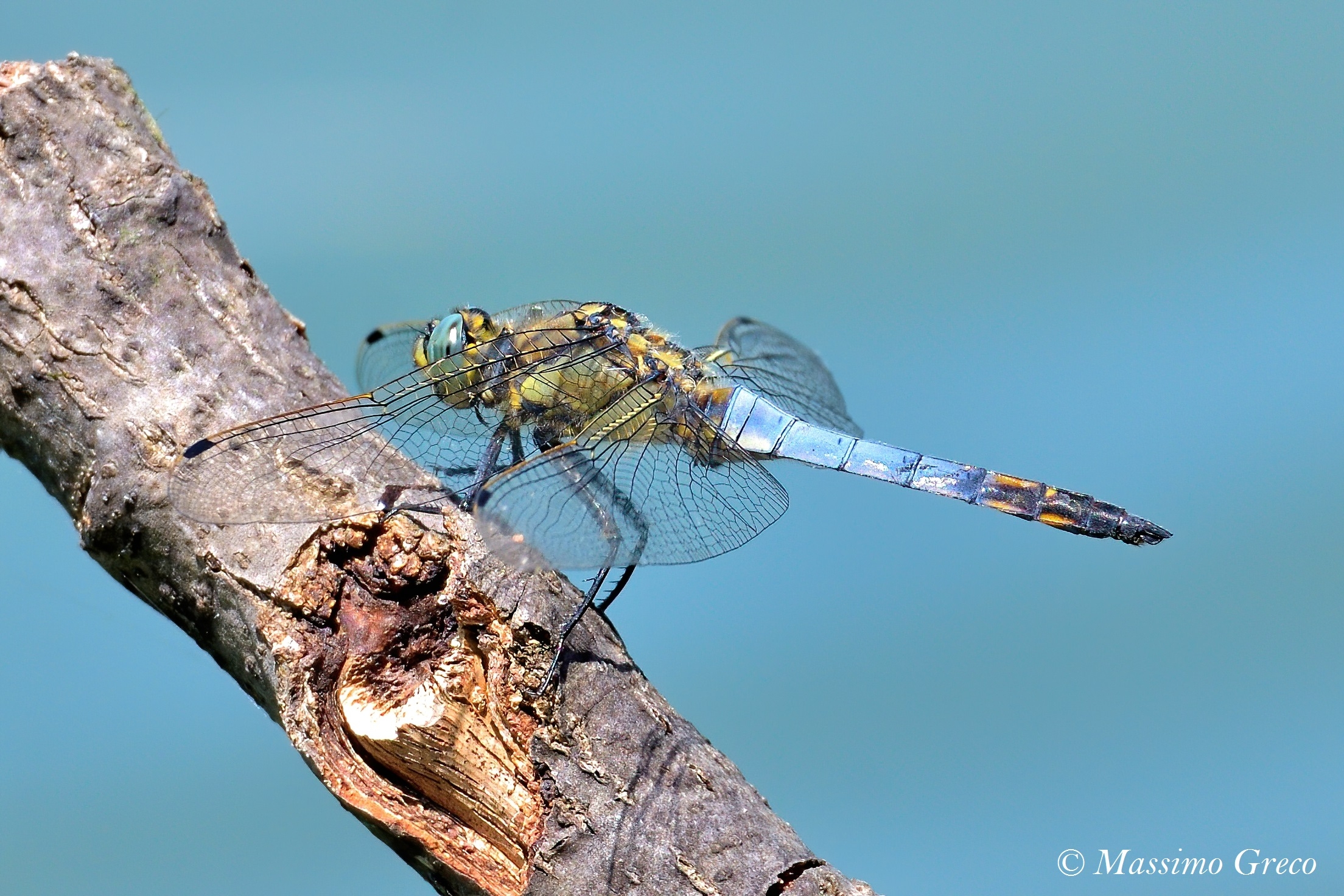Orthetrum cancellatum  maschio