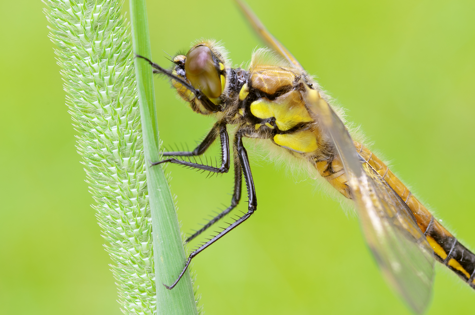 Libellula quadrimaculata