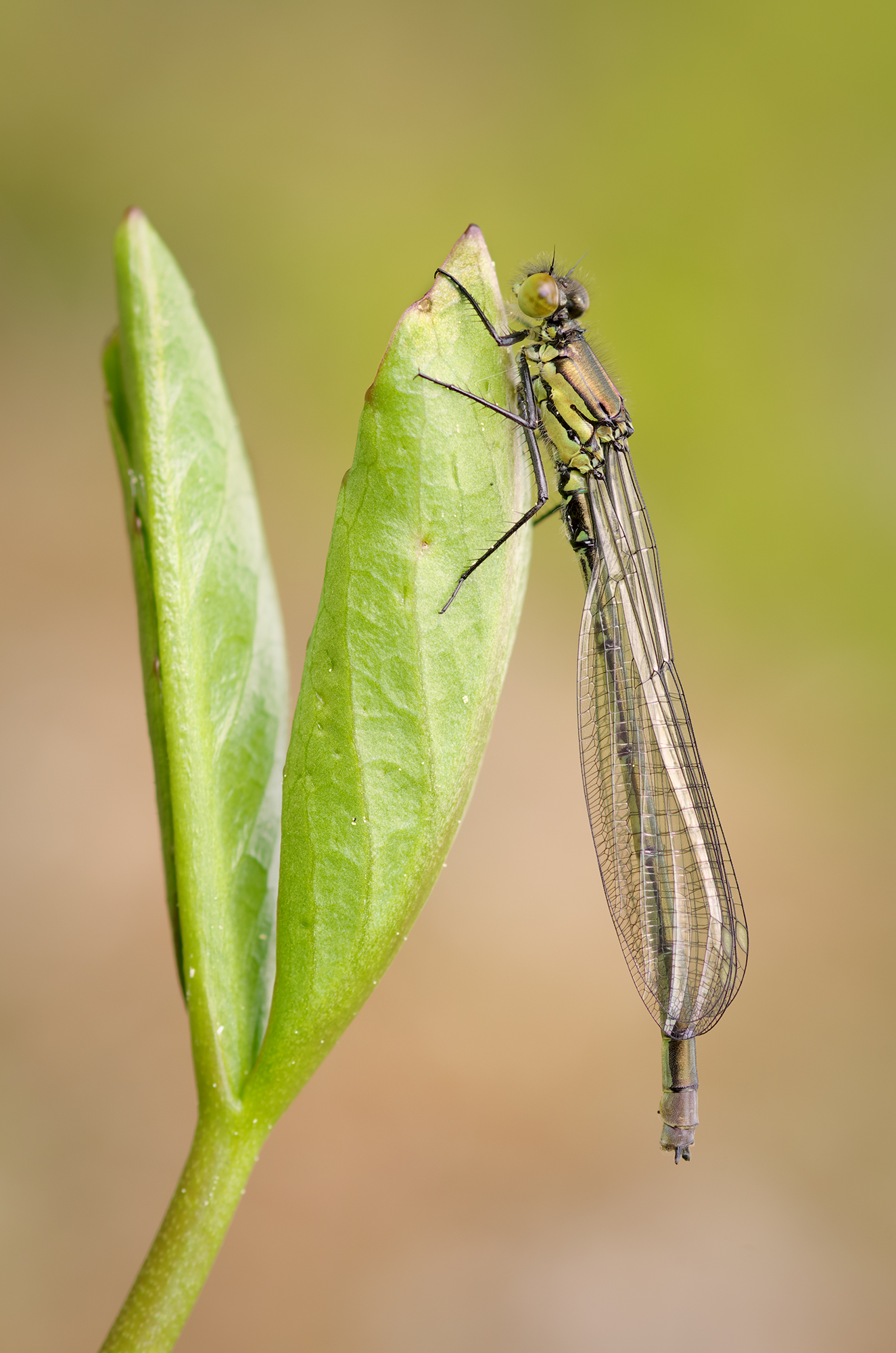 Coenagrion puella