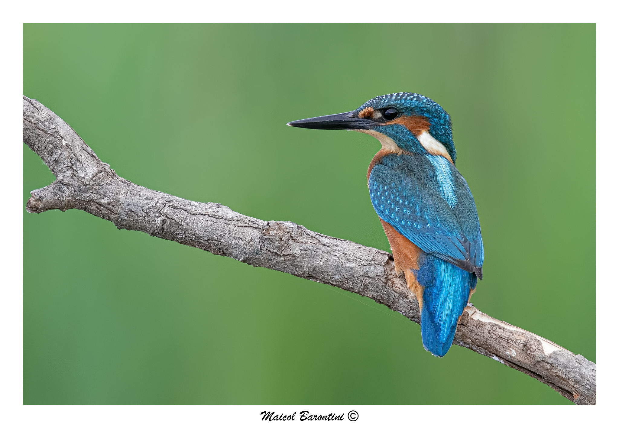 Kingfisher