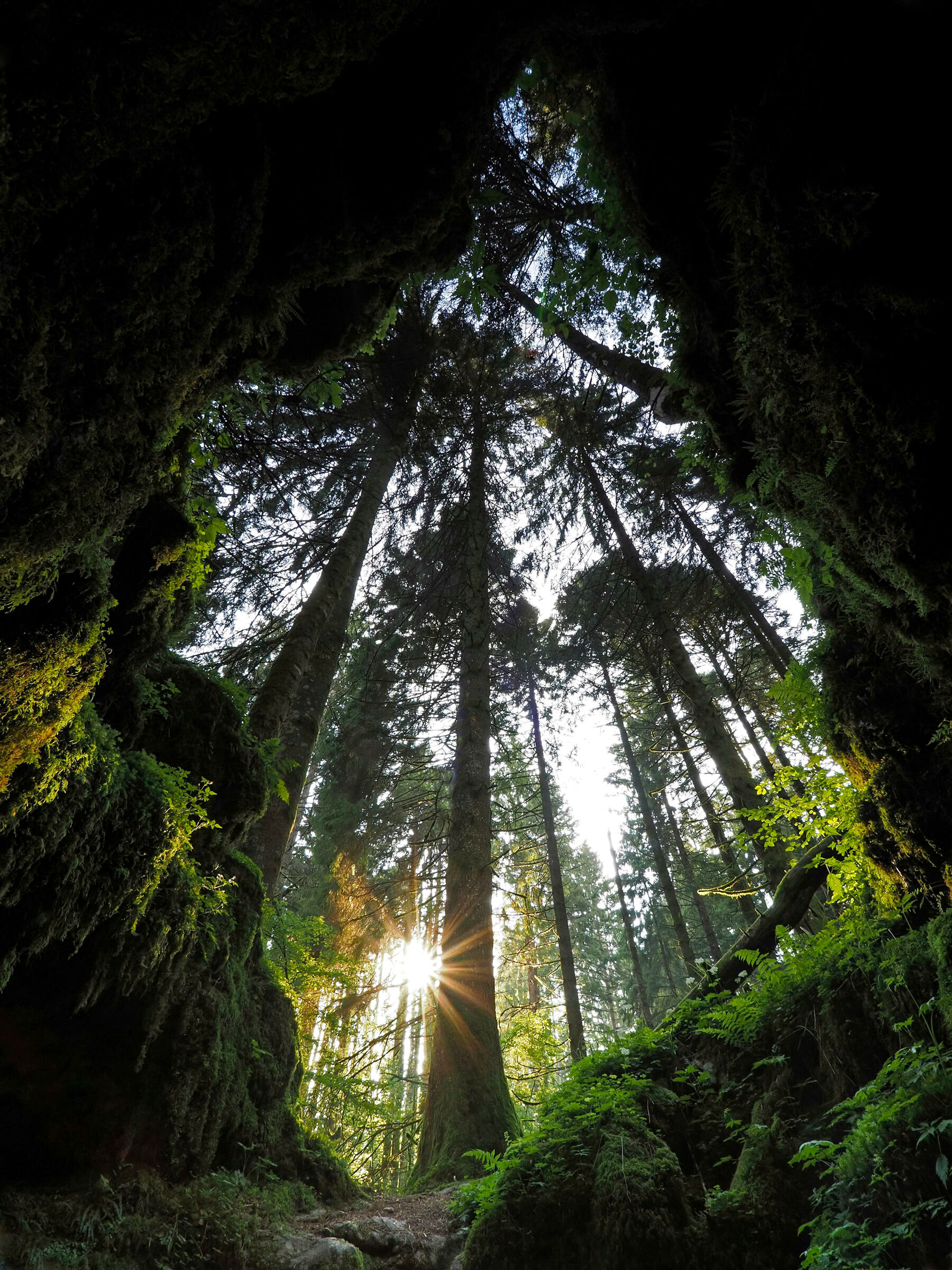 The Magic of The Cansiglio