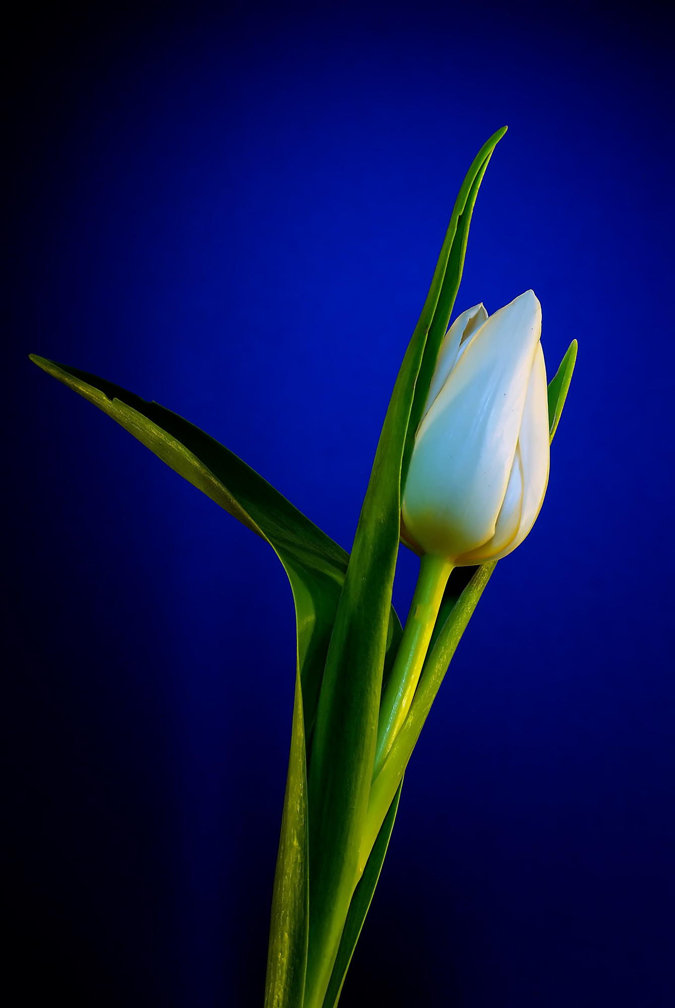 white tulip