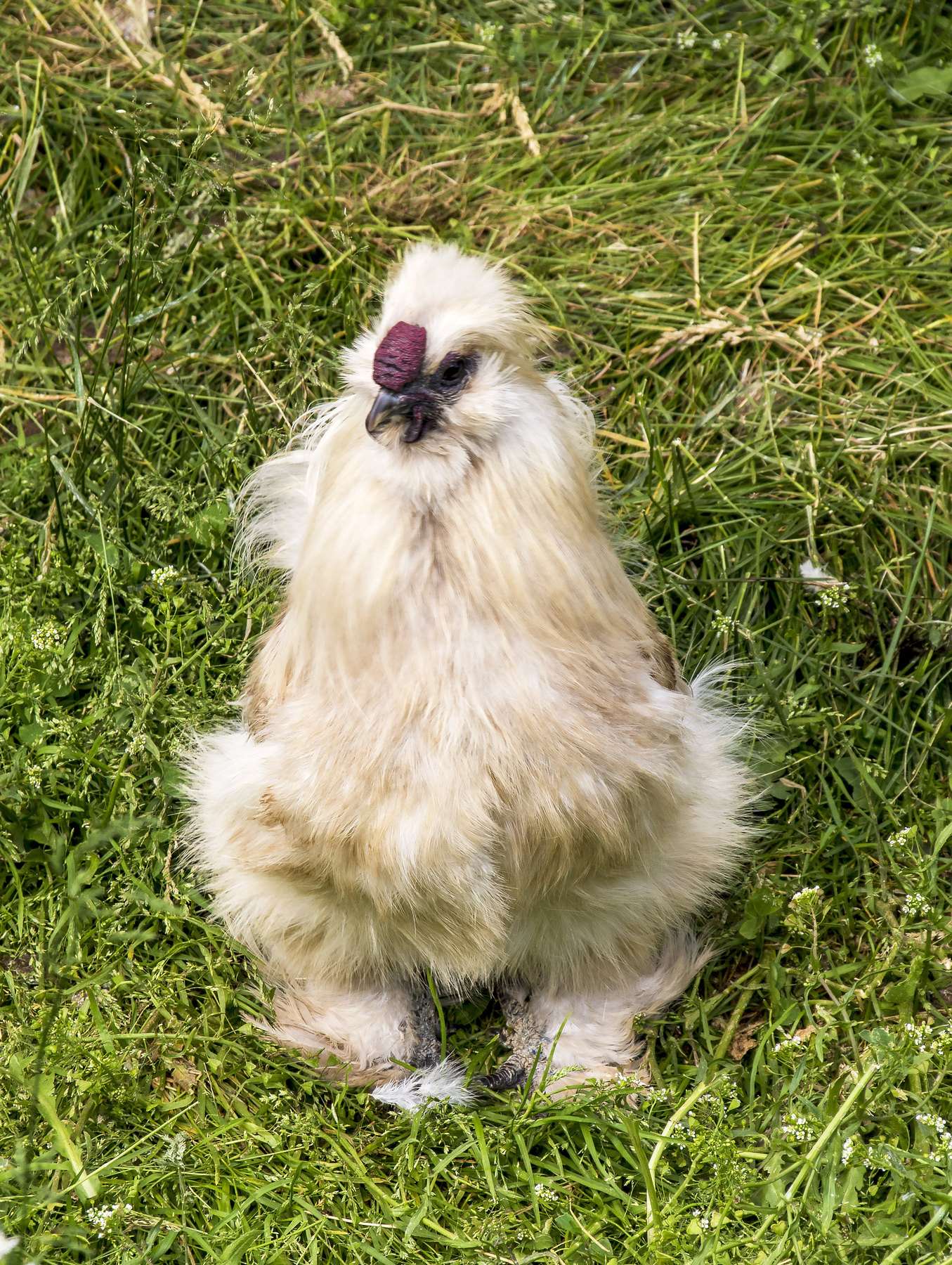 Eppure sono una gallina