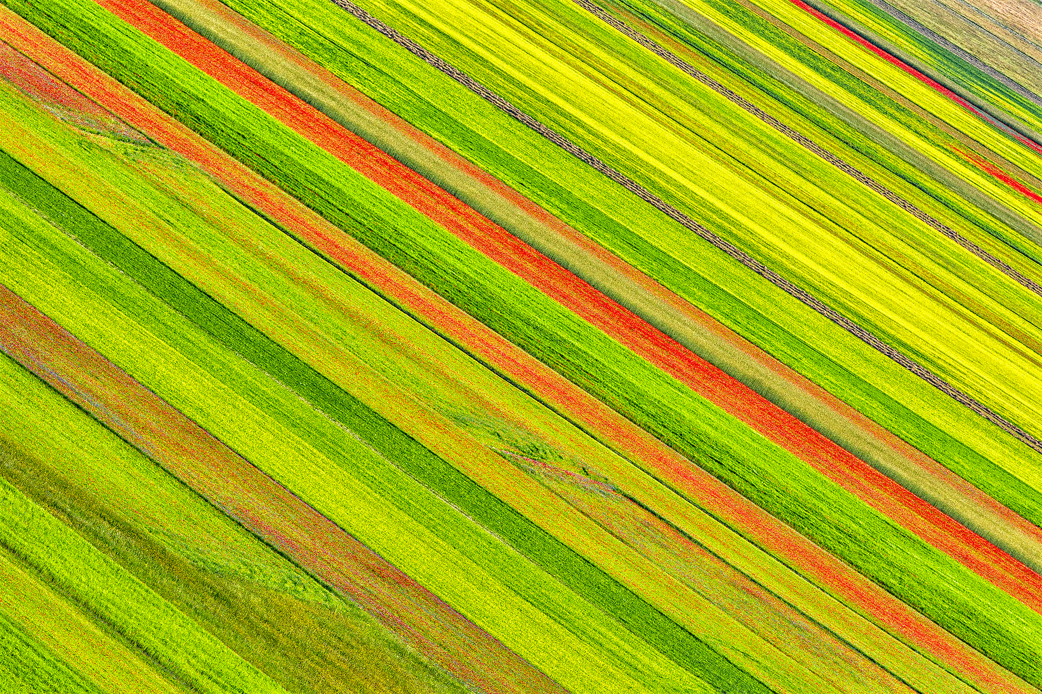 Obliqui parallelismi