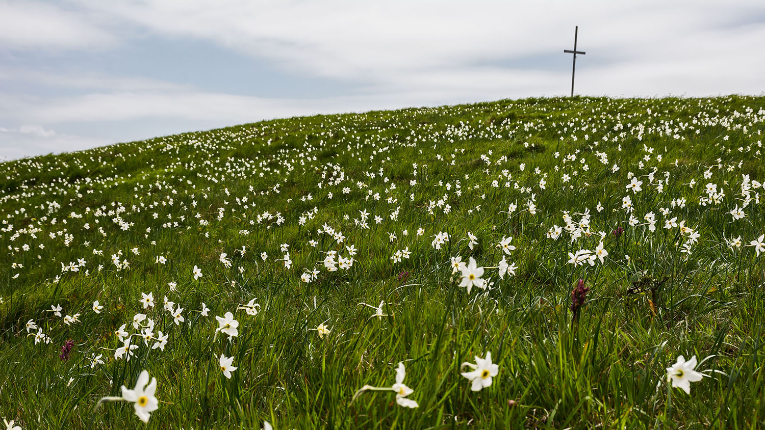The daffodils of Mount Porcile