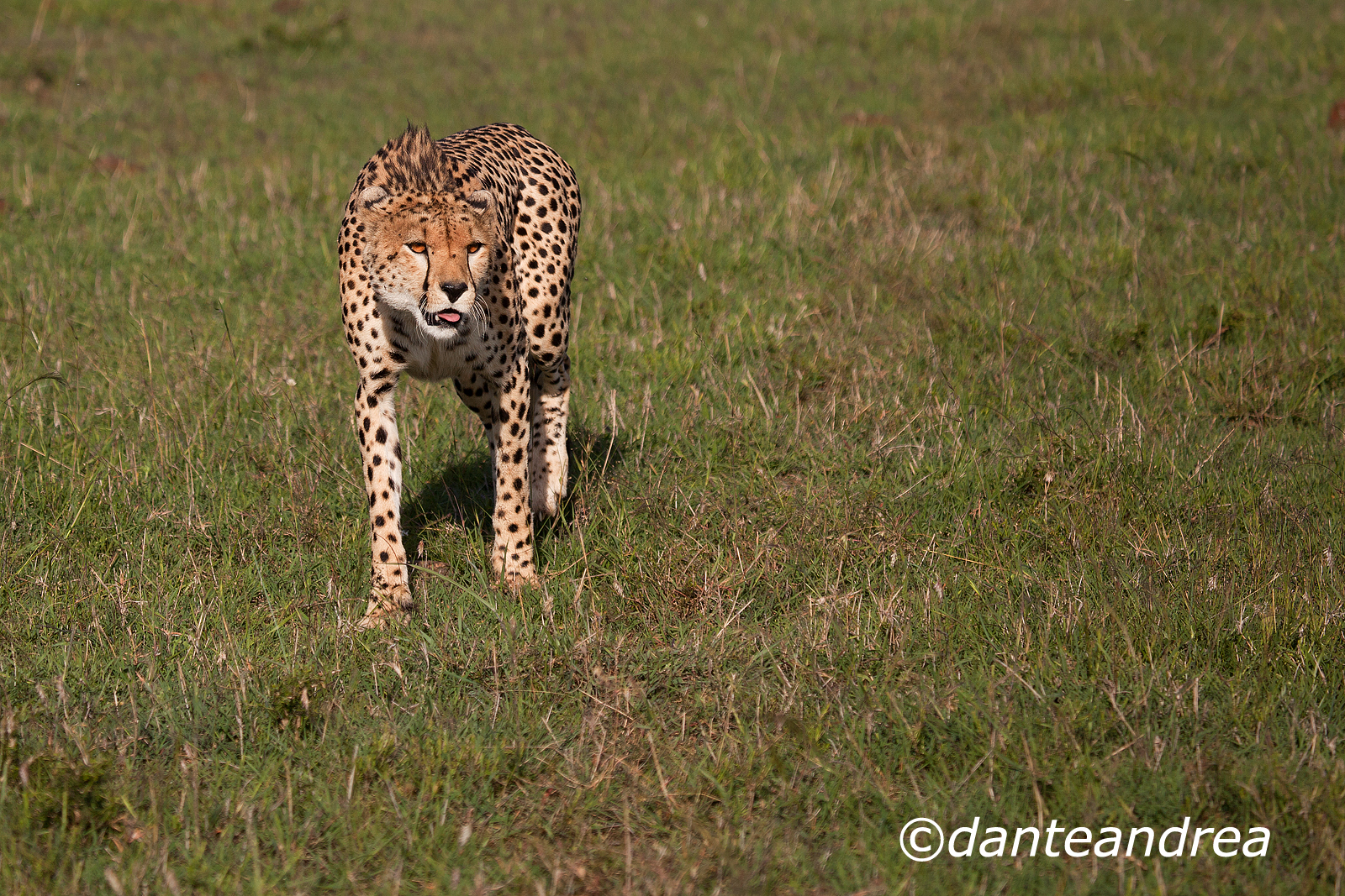Preparativi per l'agguato