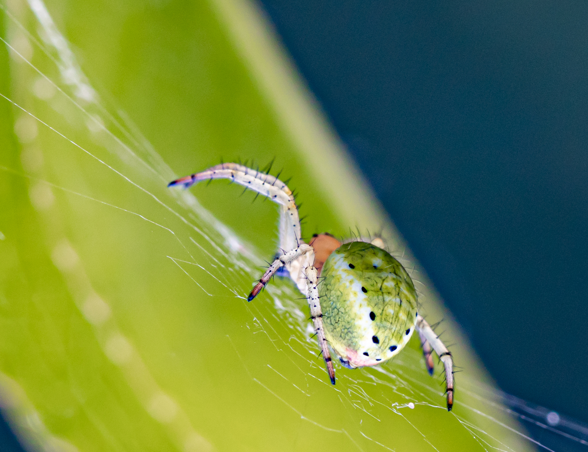 Araniella curcubitina