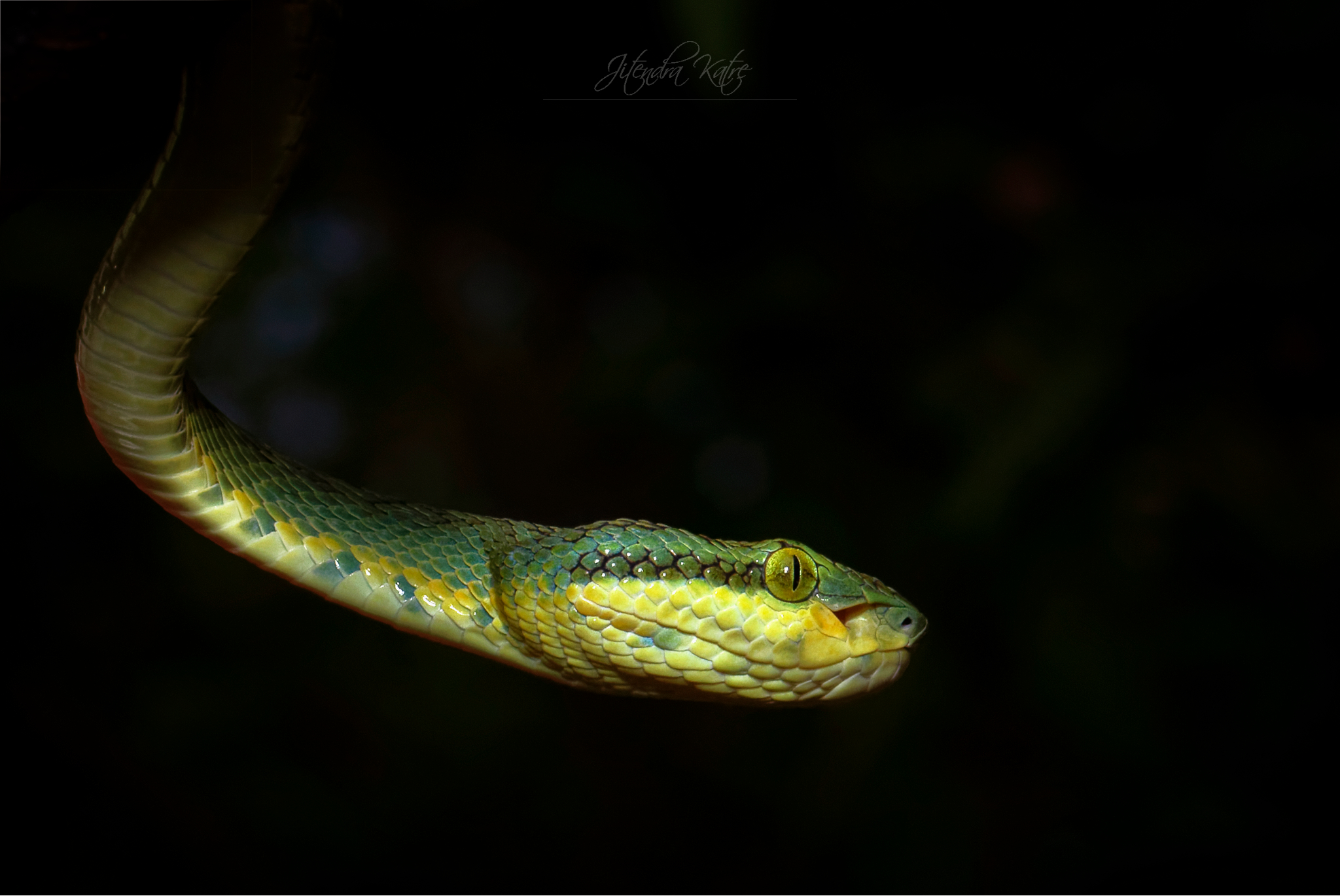 Vipera di bambù pit
