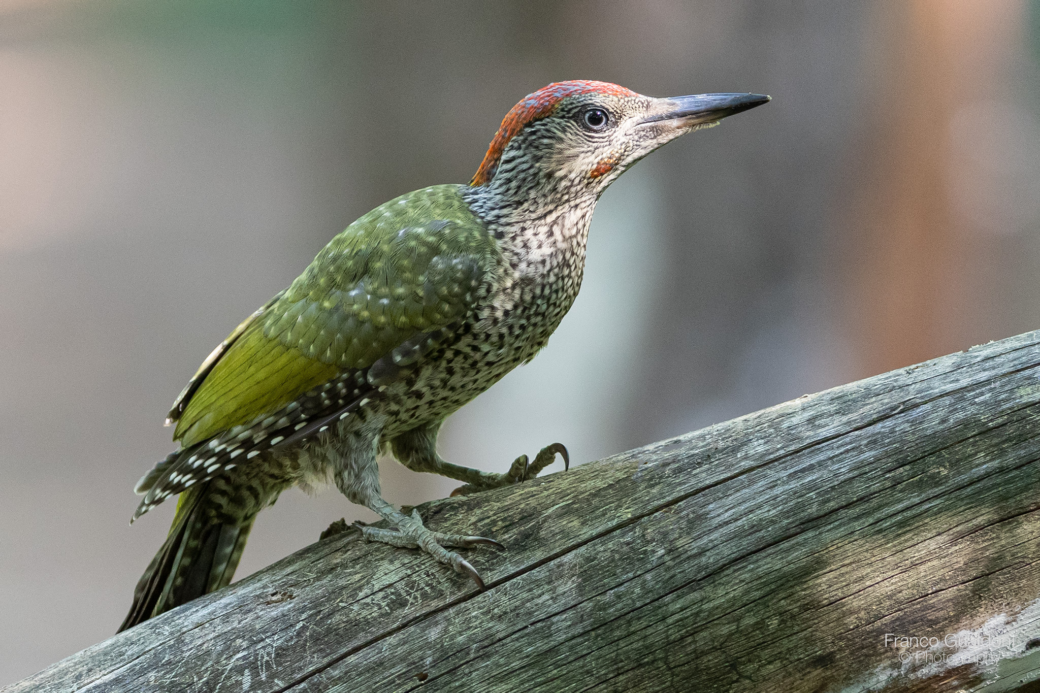 Giovane di Picchio Verde