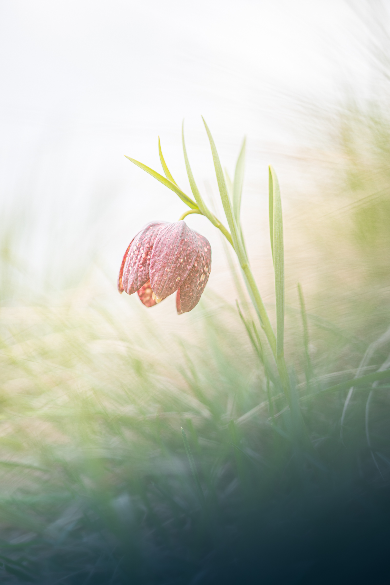 Burnatii fritillaria