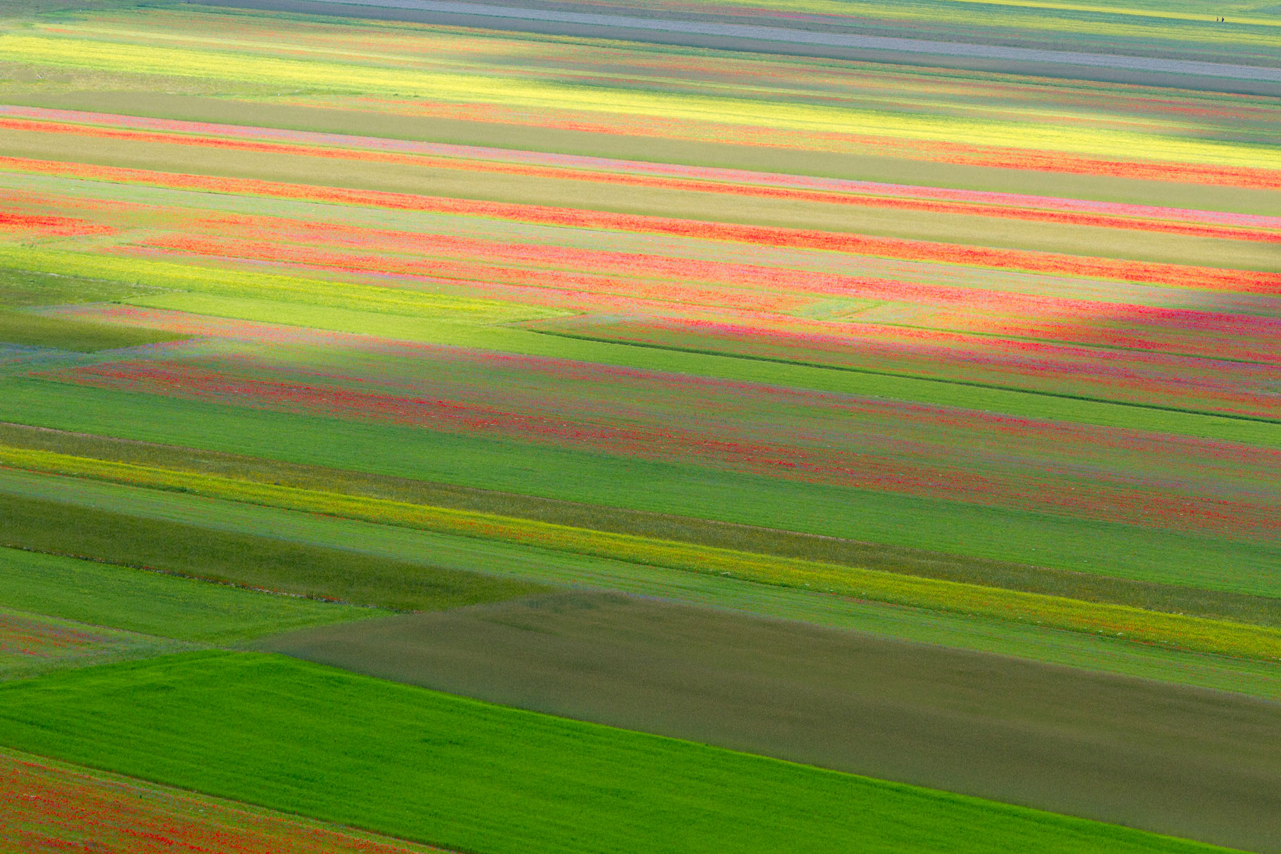 La fioritura di Castelluccio