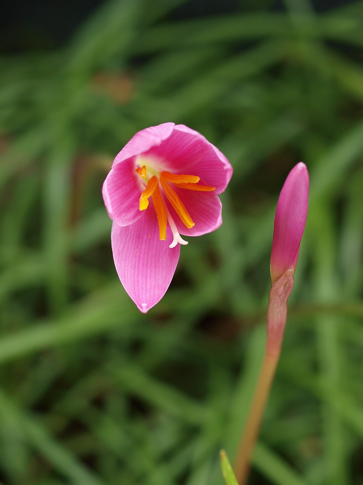 zephirantes rosea (fiore della pioggia)