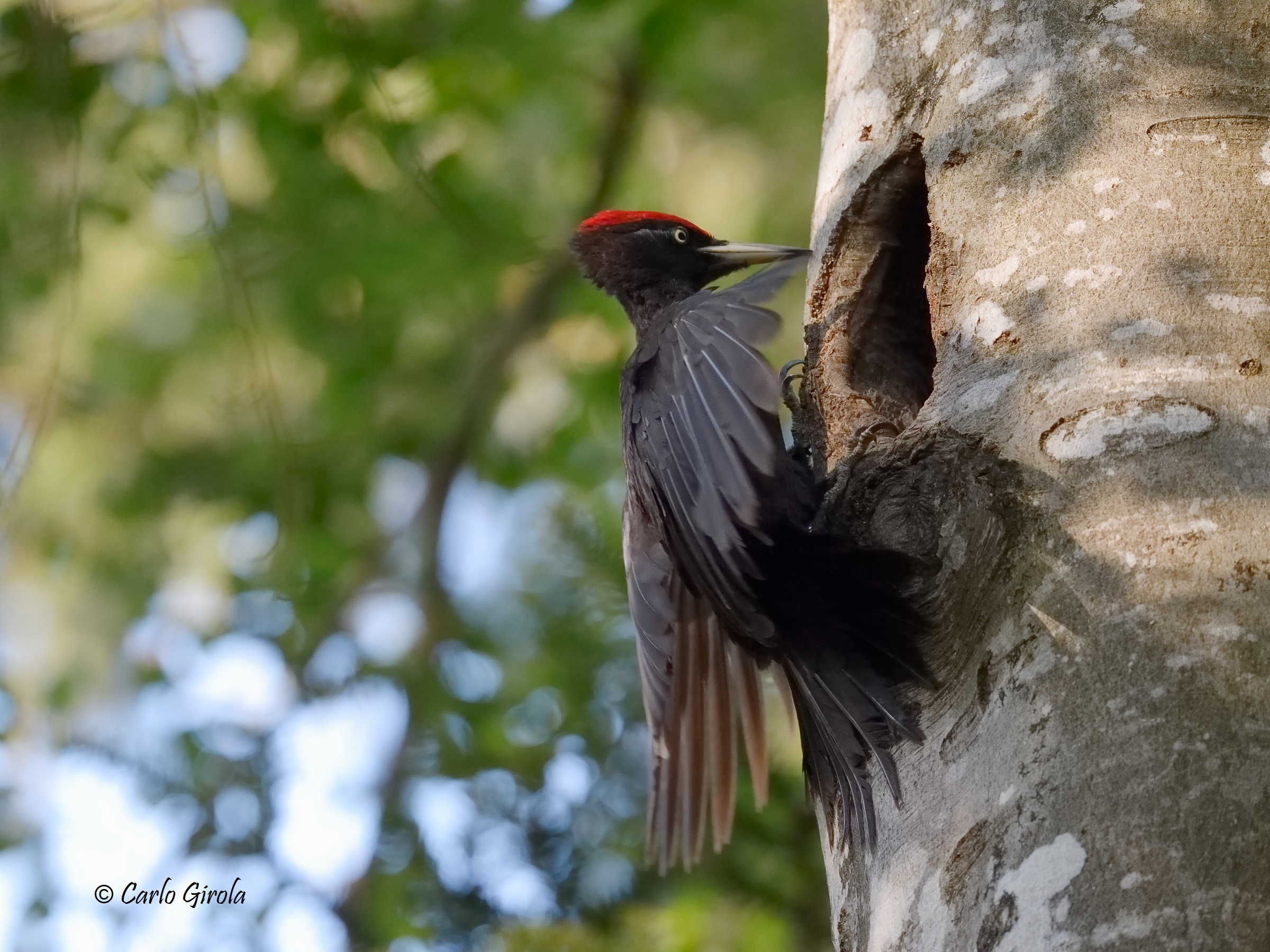 Black woodpecker (Dryocopus martius)
