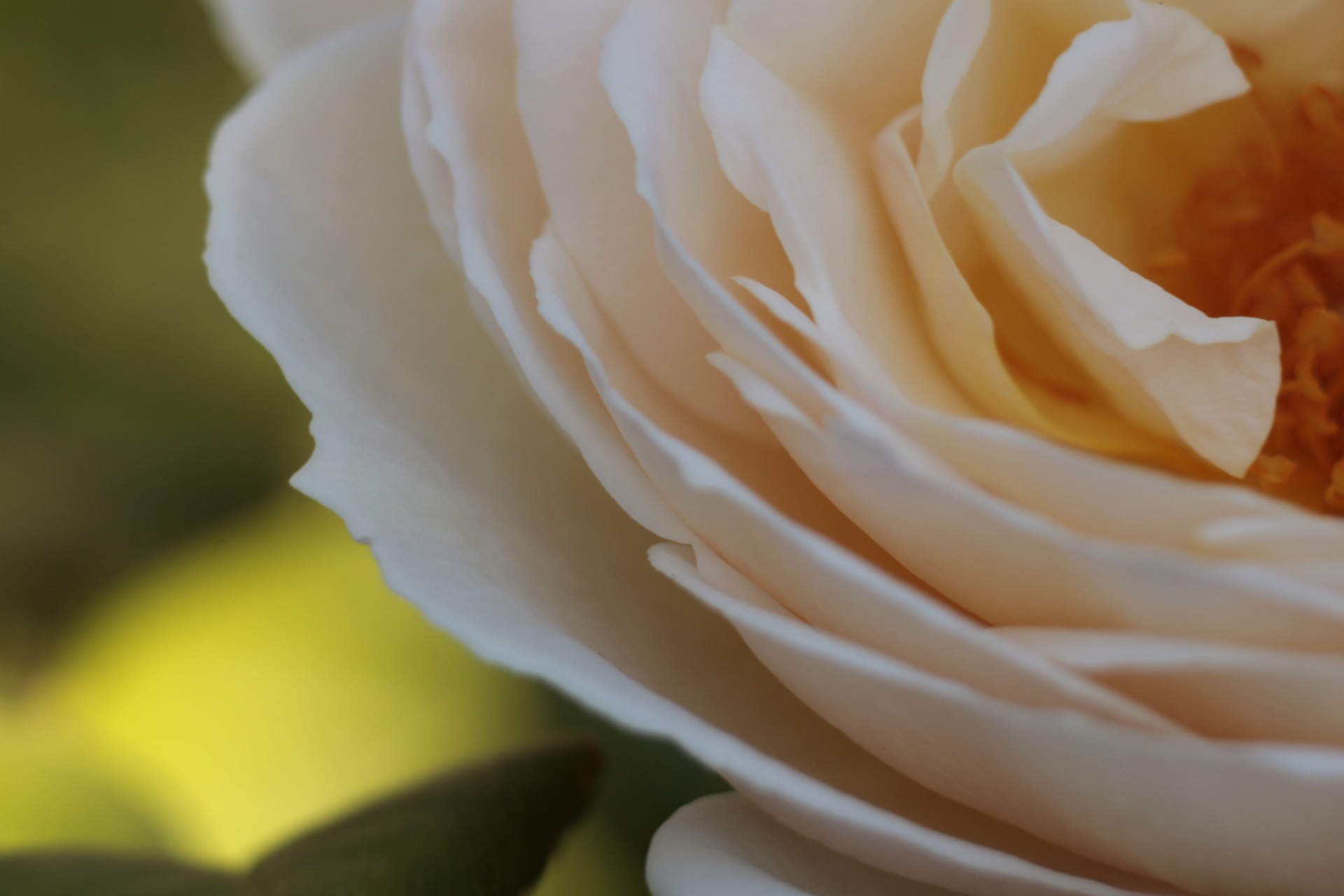 I petali di una rosa