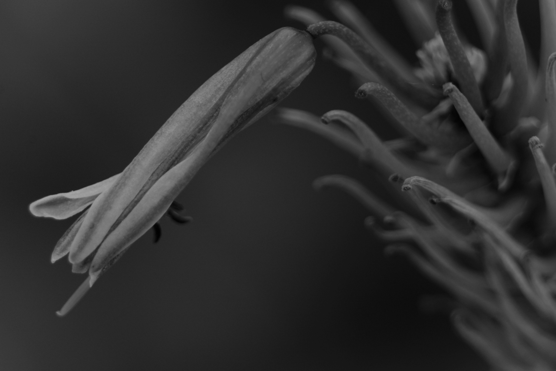 Un fiore in bianco e nero