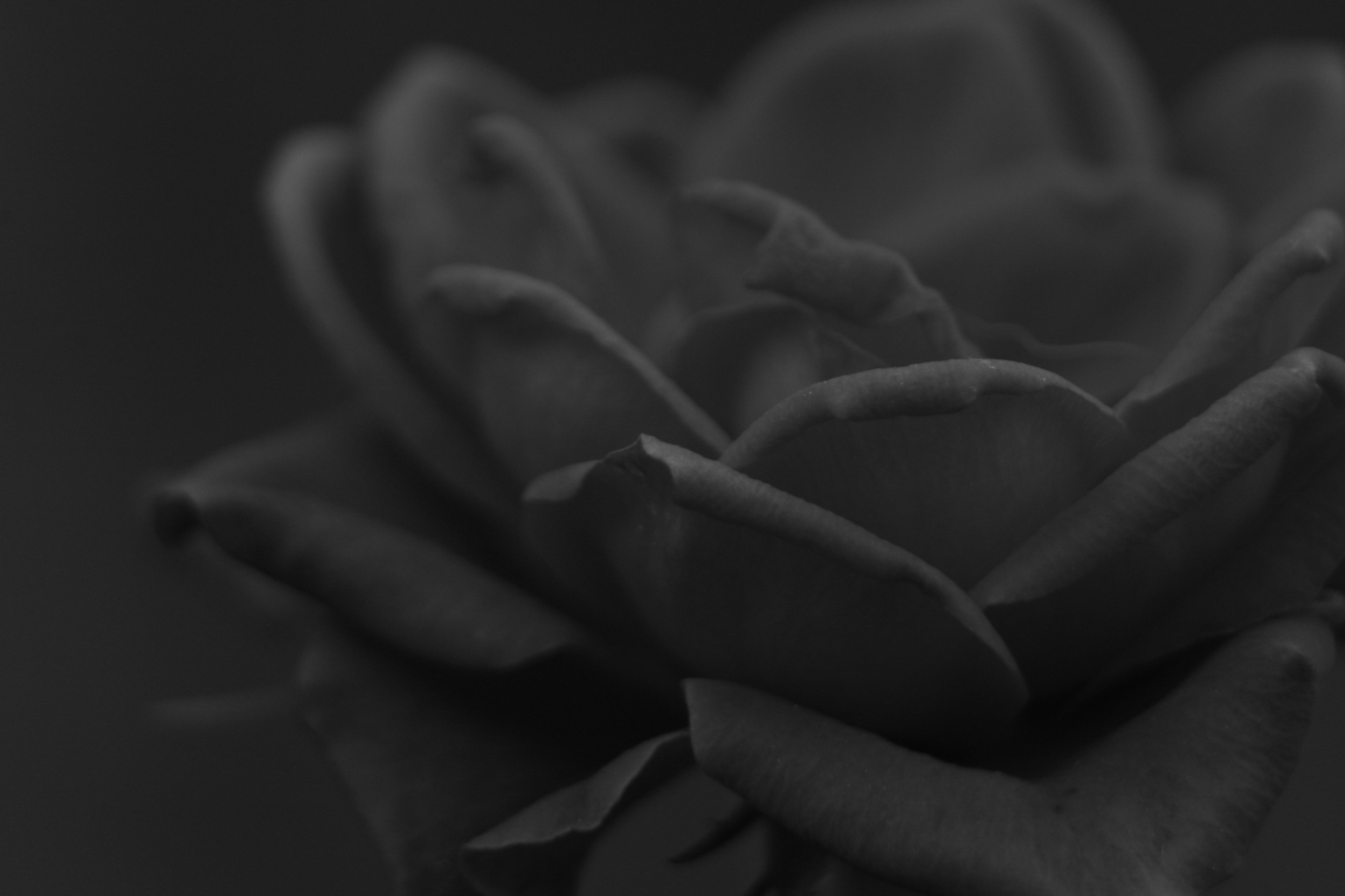 L'eleganza della rosa