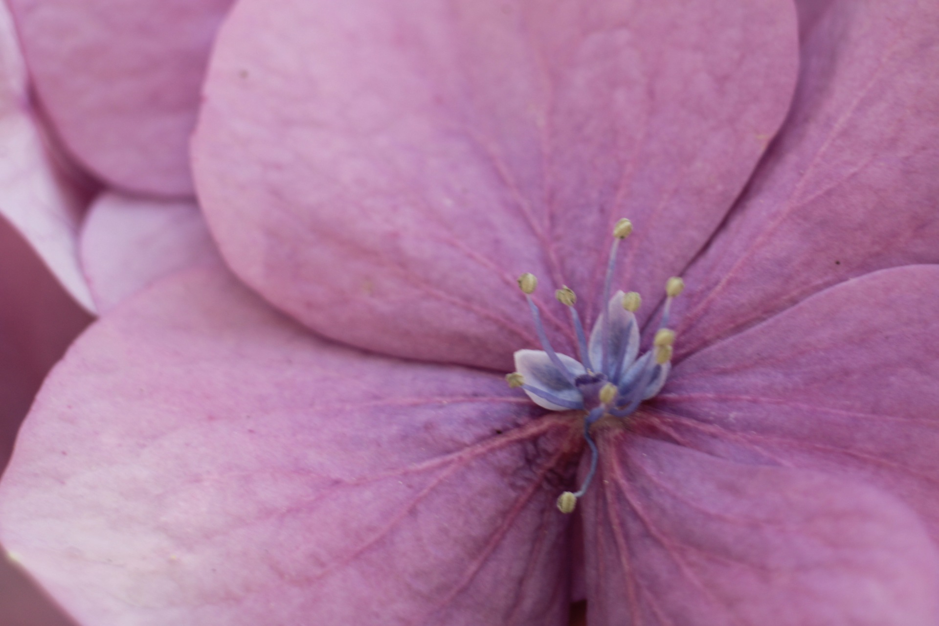 Il centro di un fiore