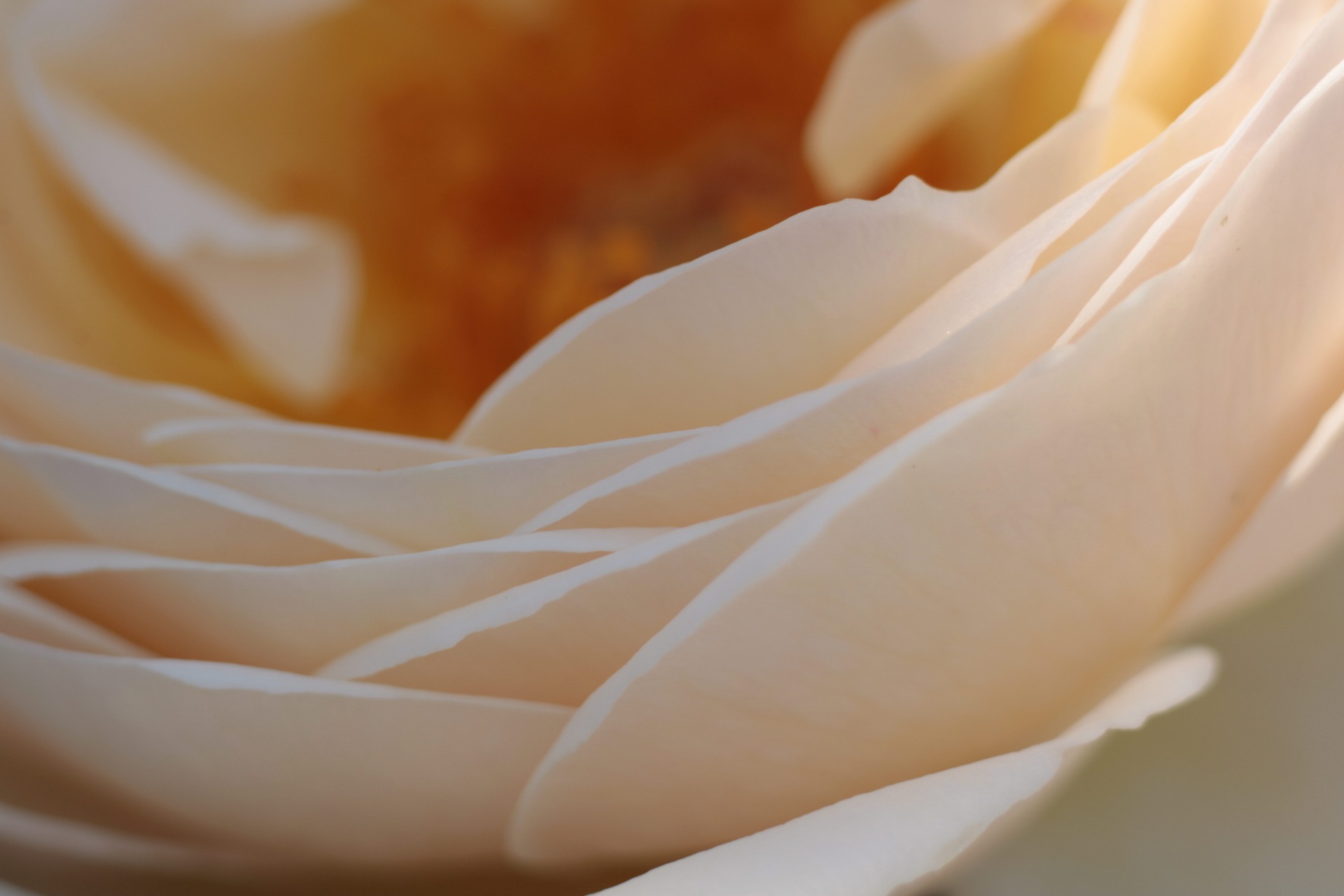 I petali di una rosa