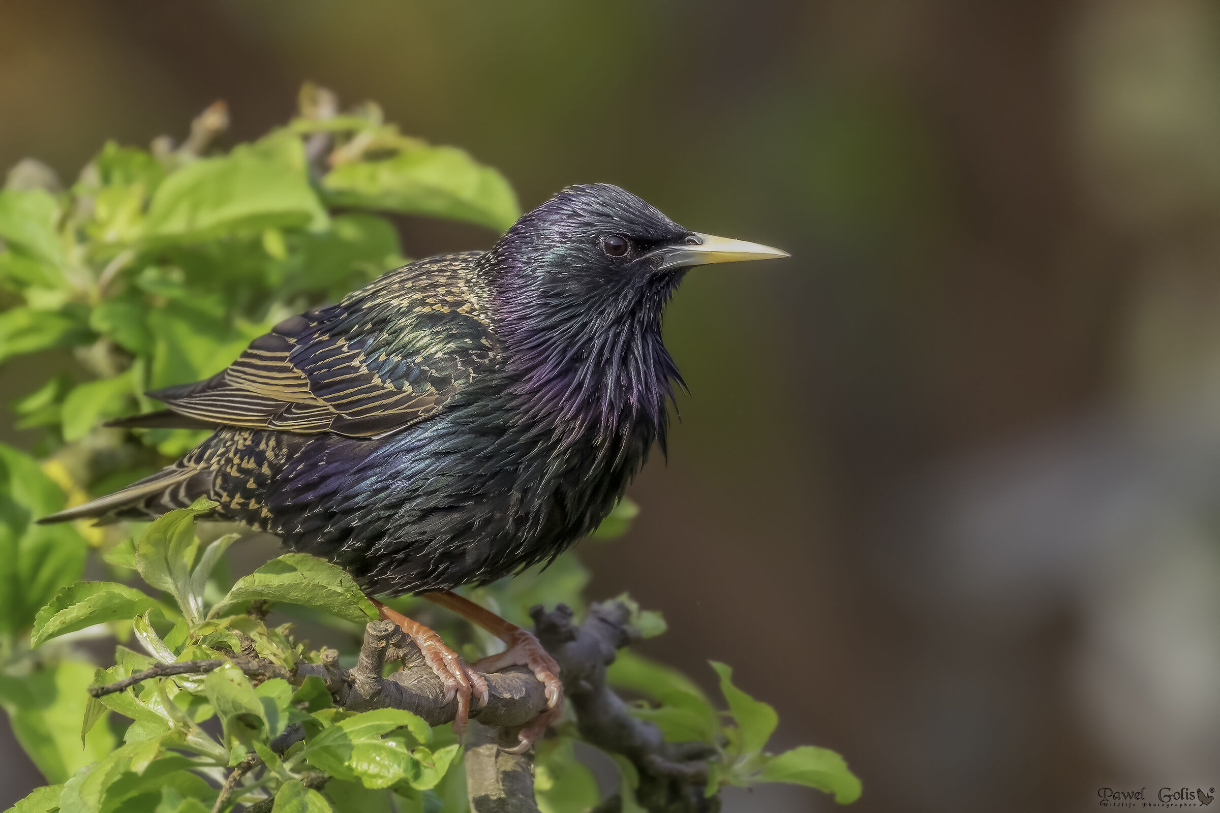 Sturnus vulgaris (Sturnus vulgaris)