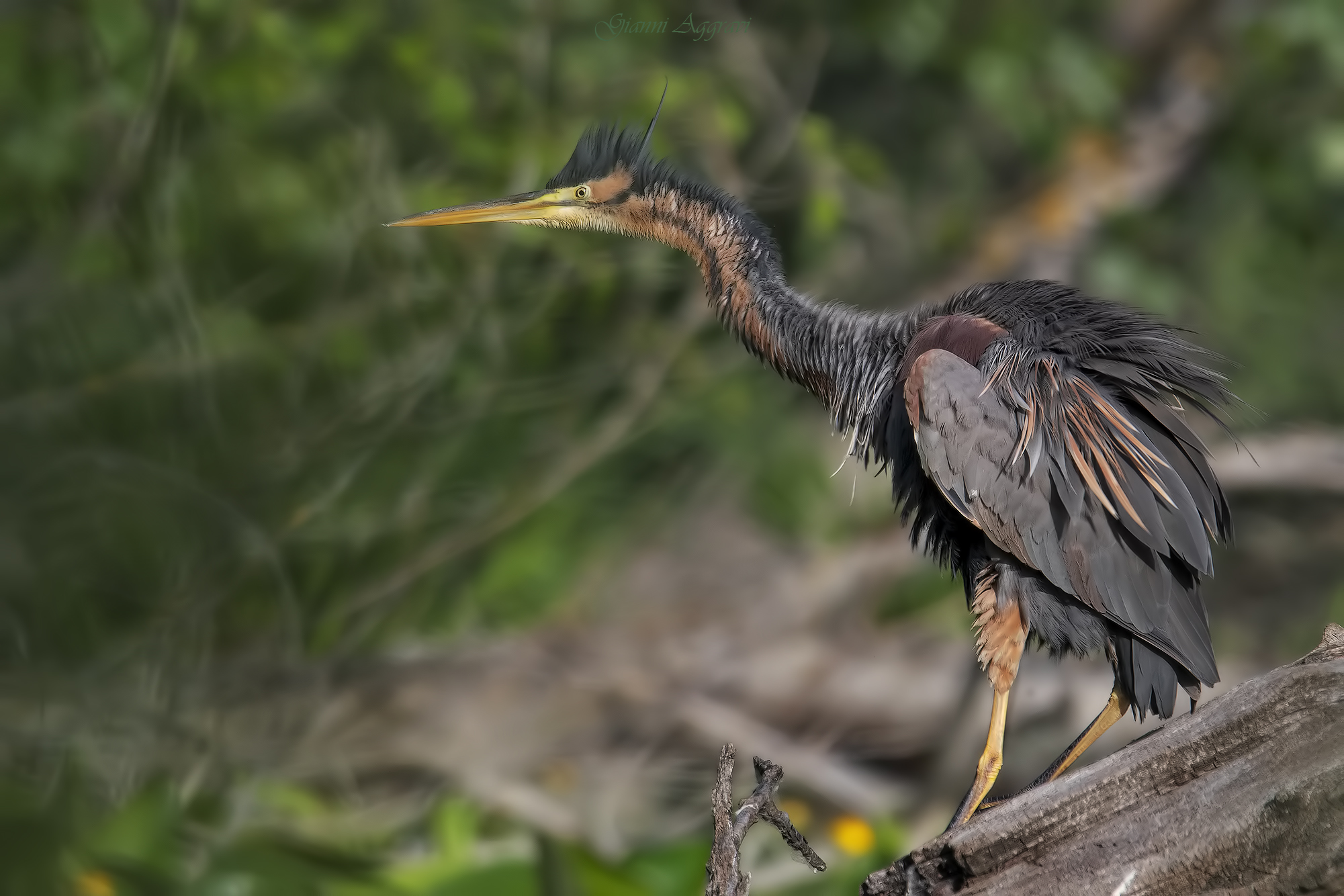 Airone rosso (Ardea purpurea)