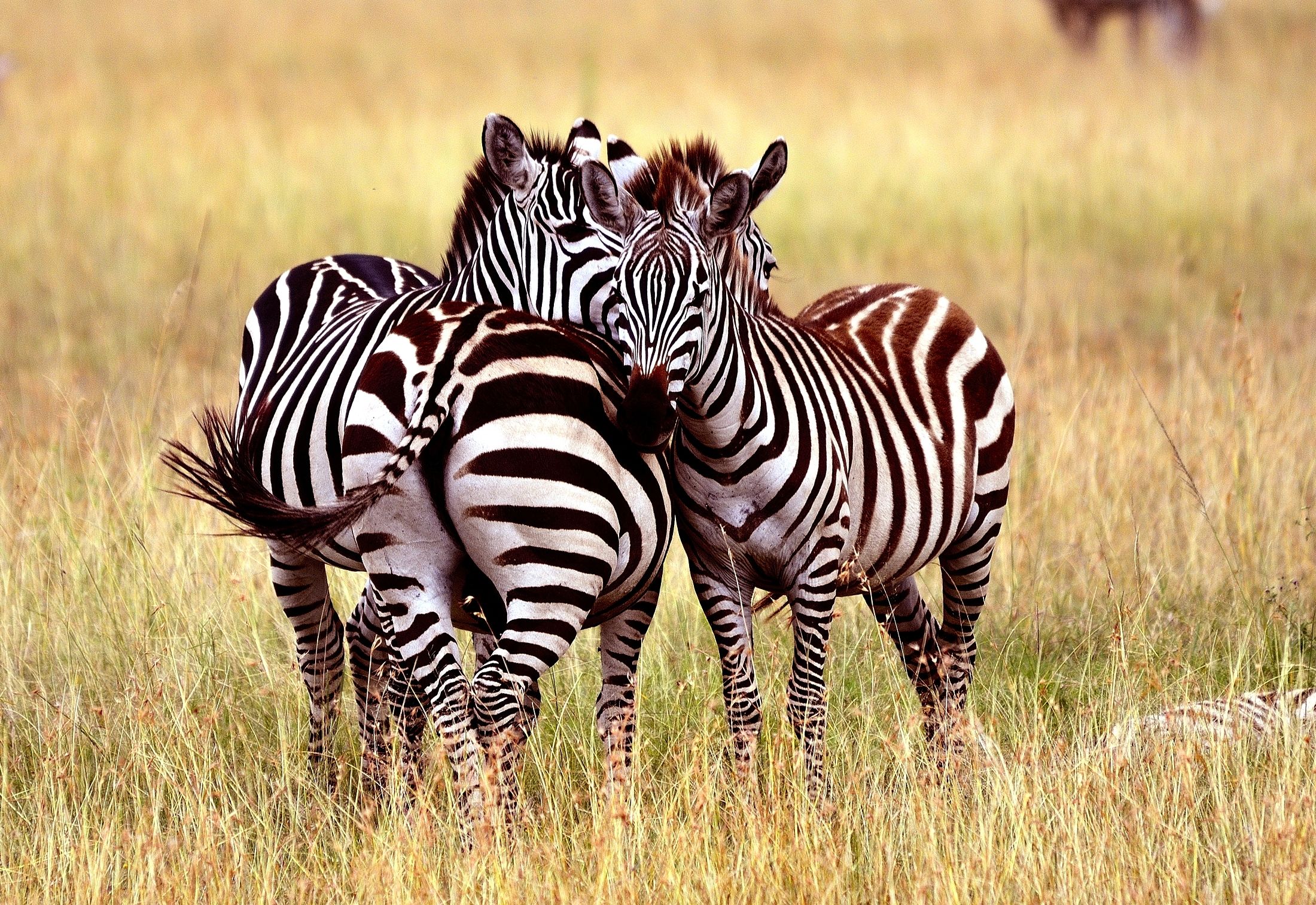 zebre