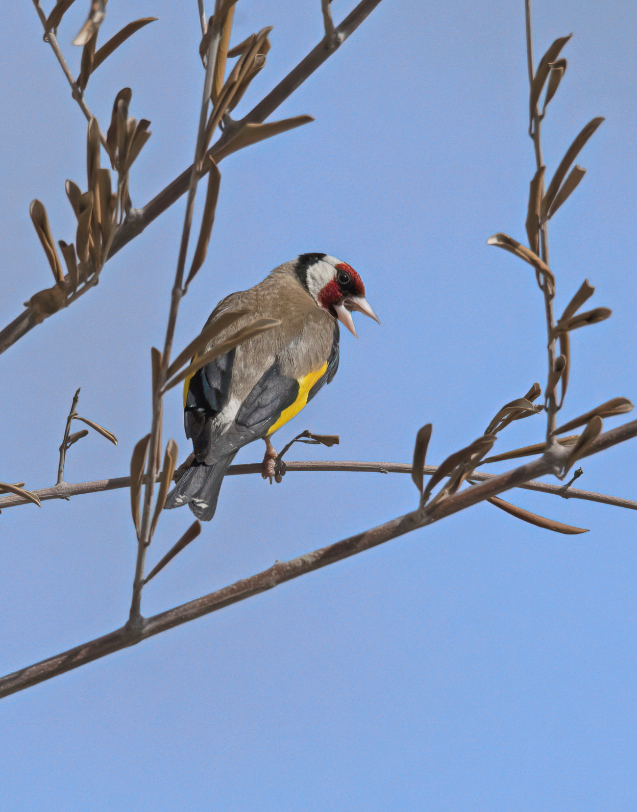 Goldfinch