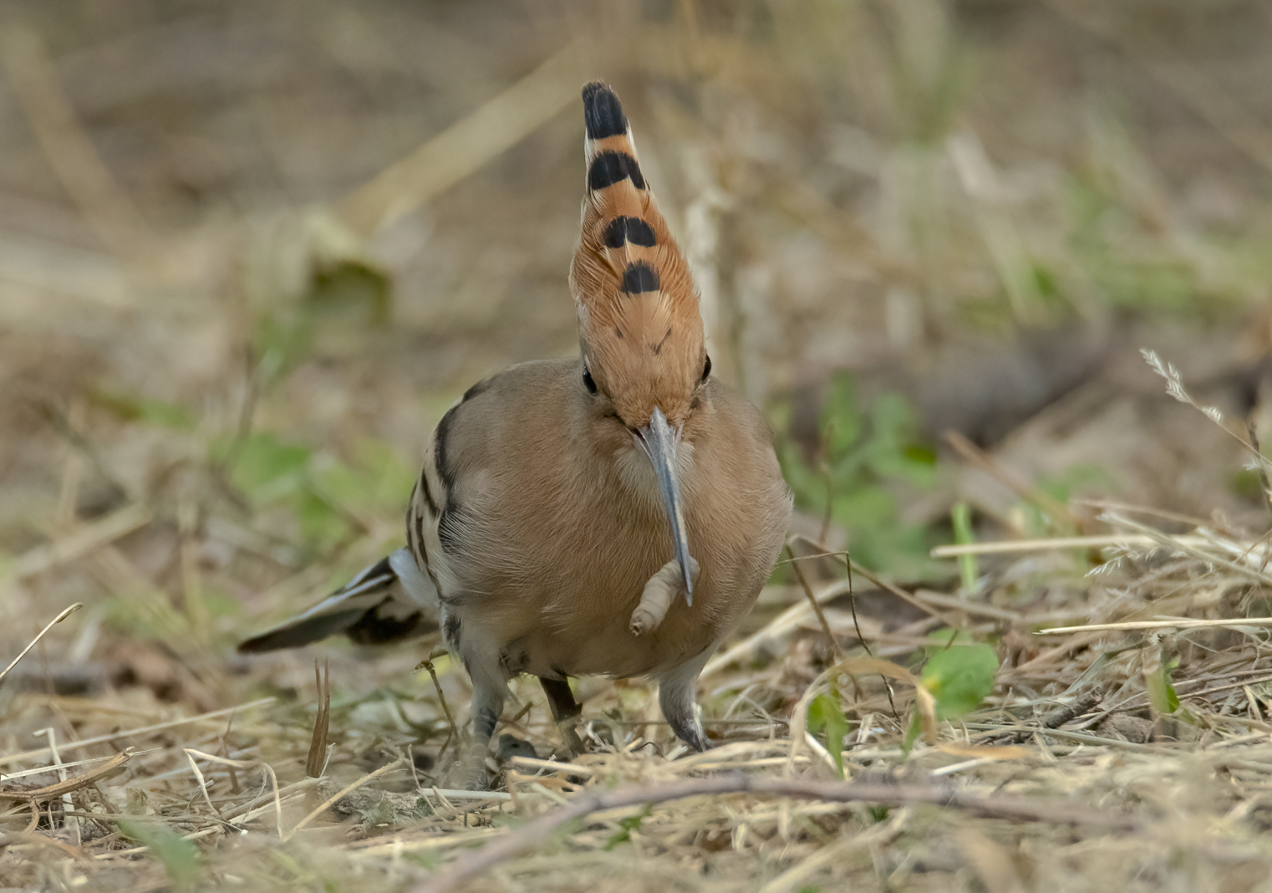 Hoopoe