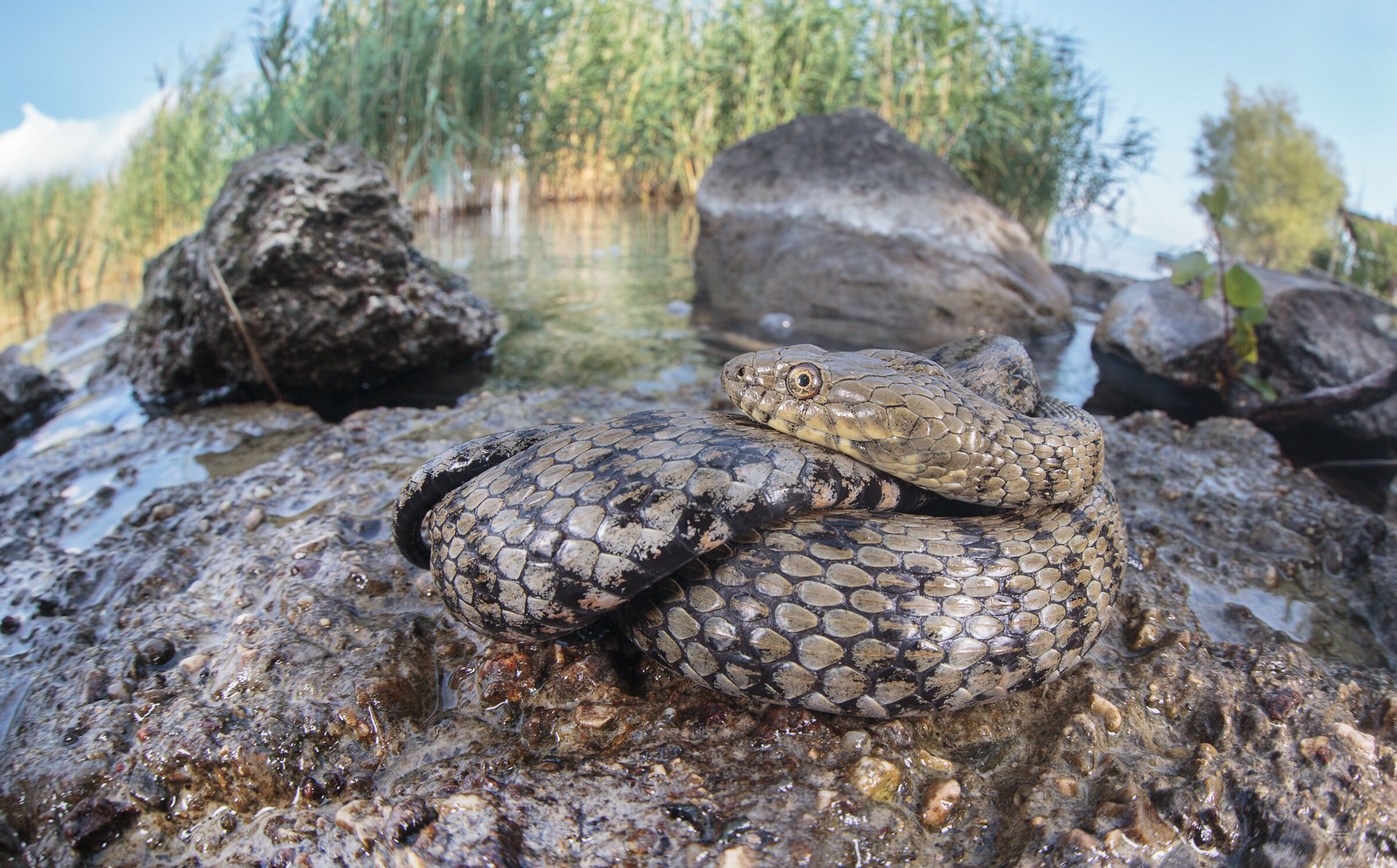 Natrice Tasselata in termoregolazione