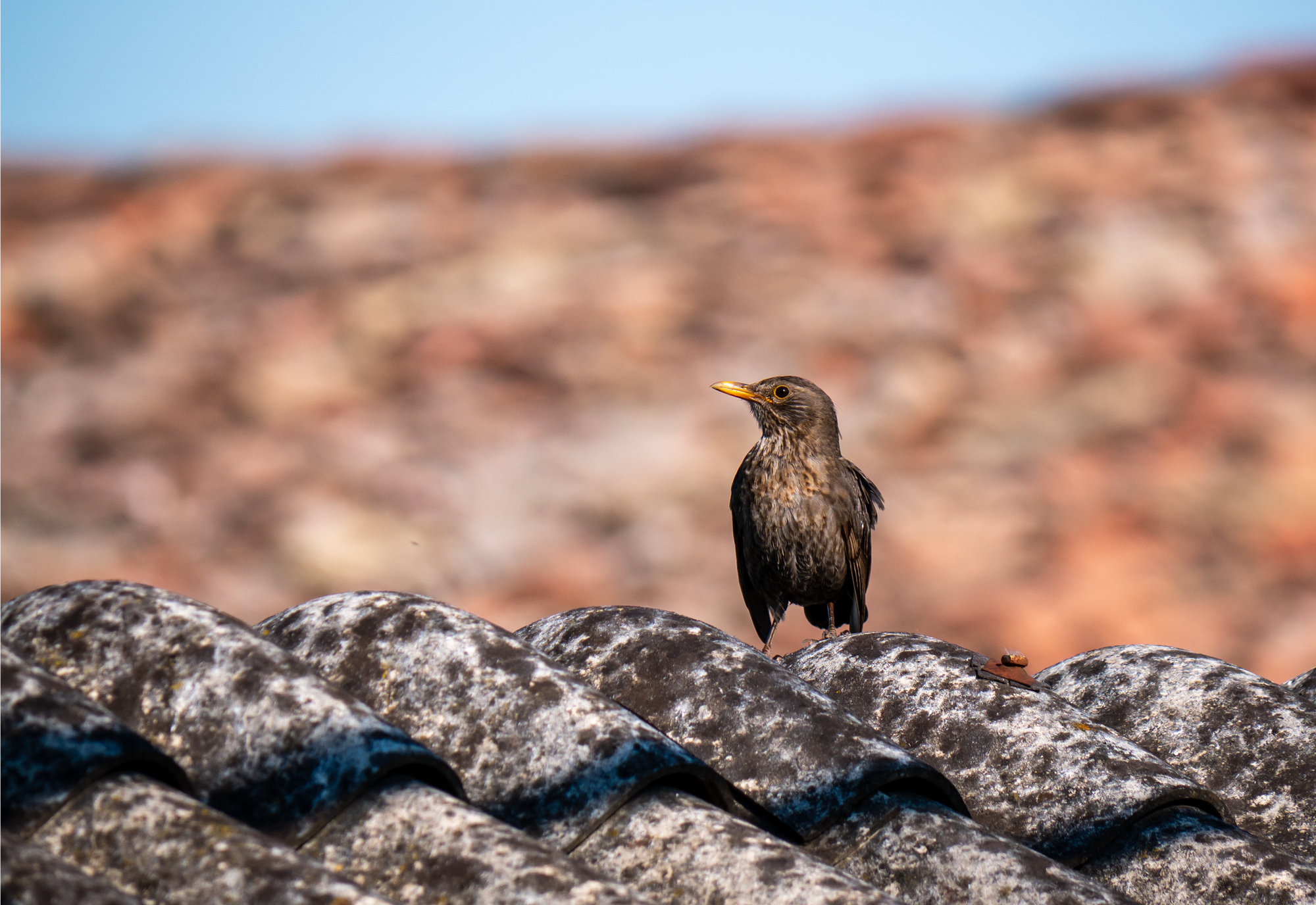The black and tear on the roof