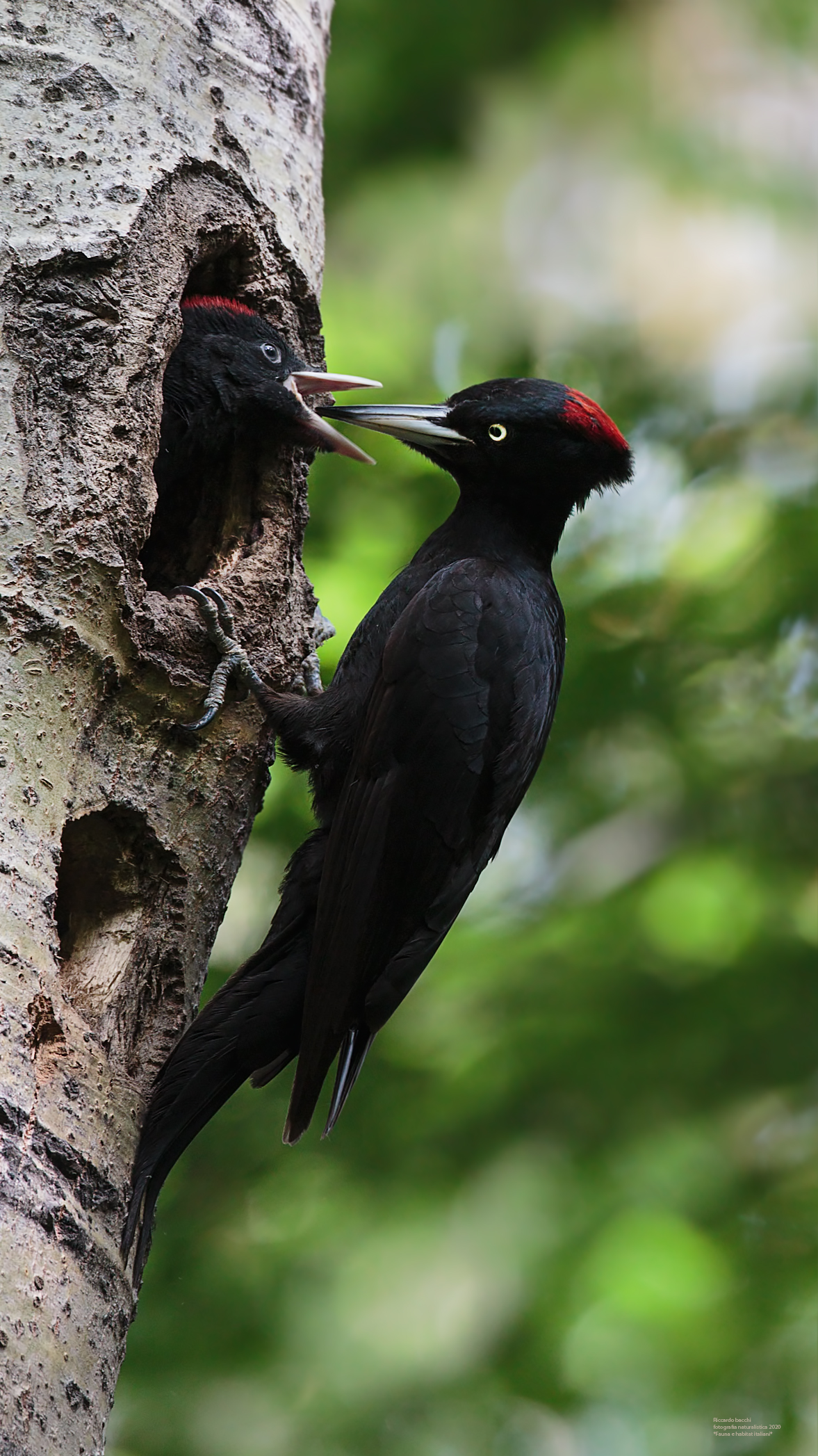 picchio nero, imbeccata