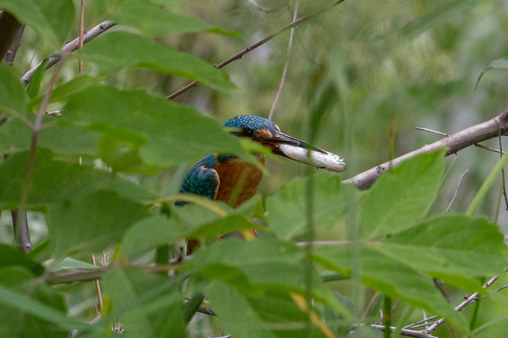 Kingfisher