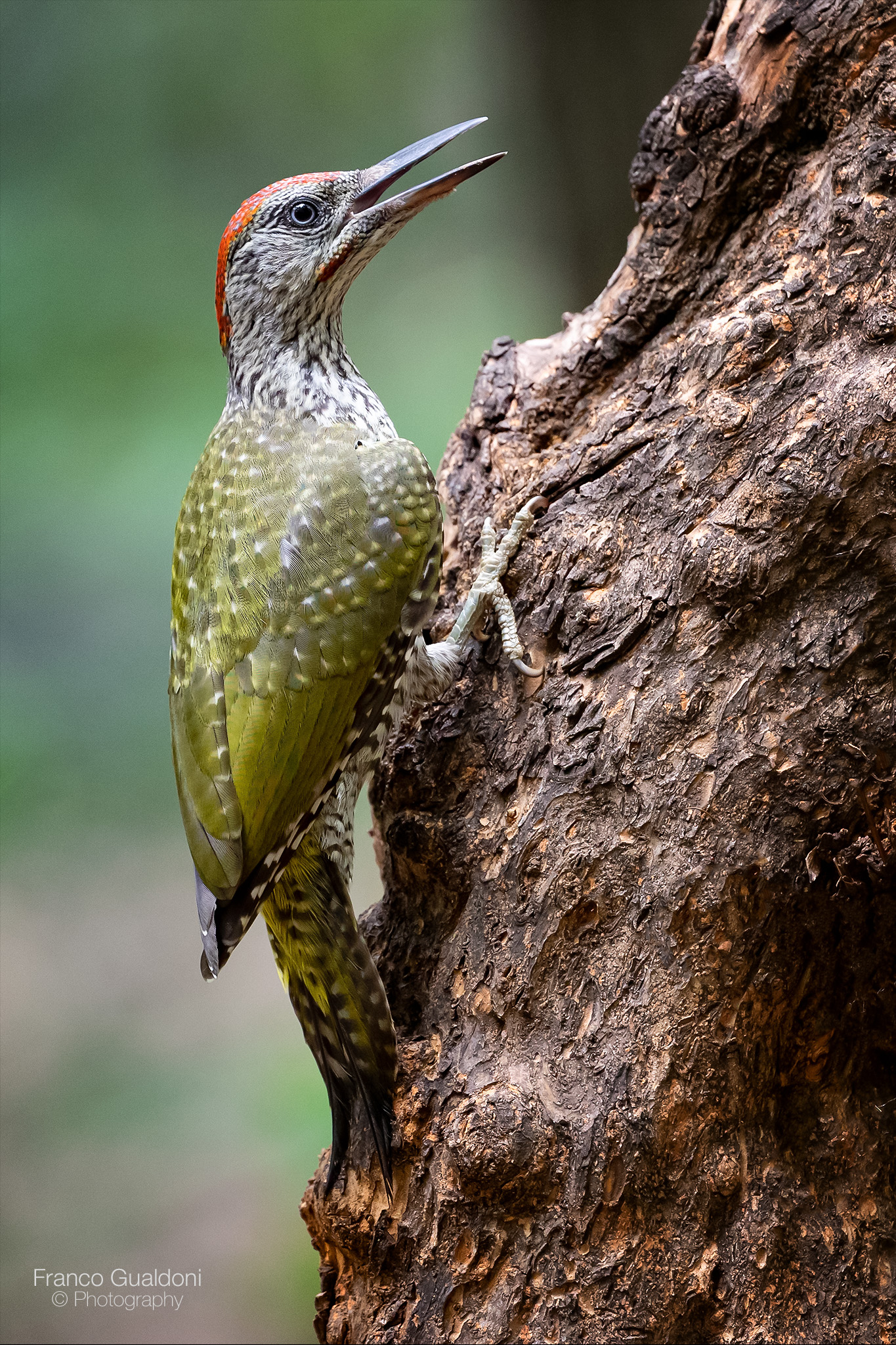 Giovane di Picchio Verde