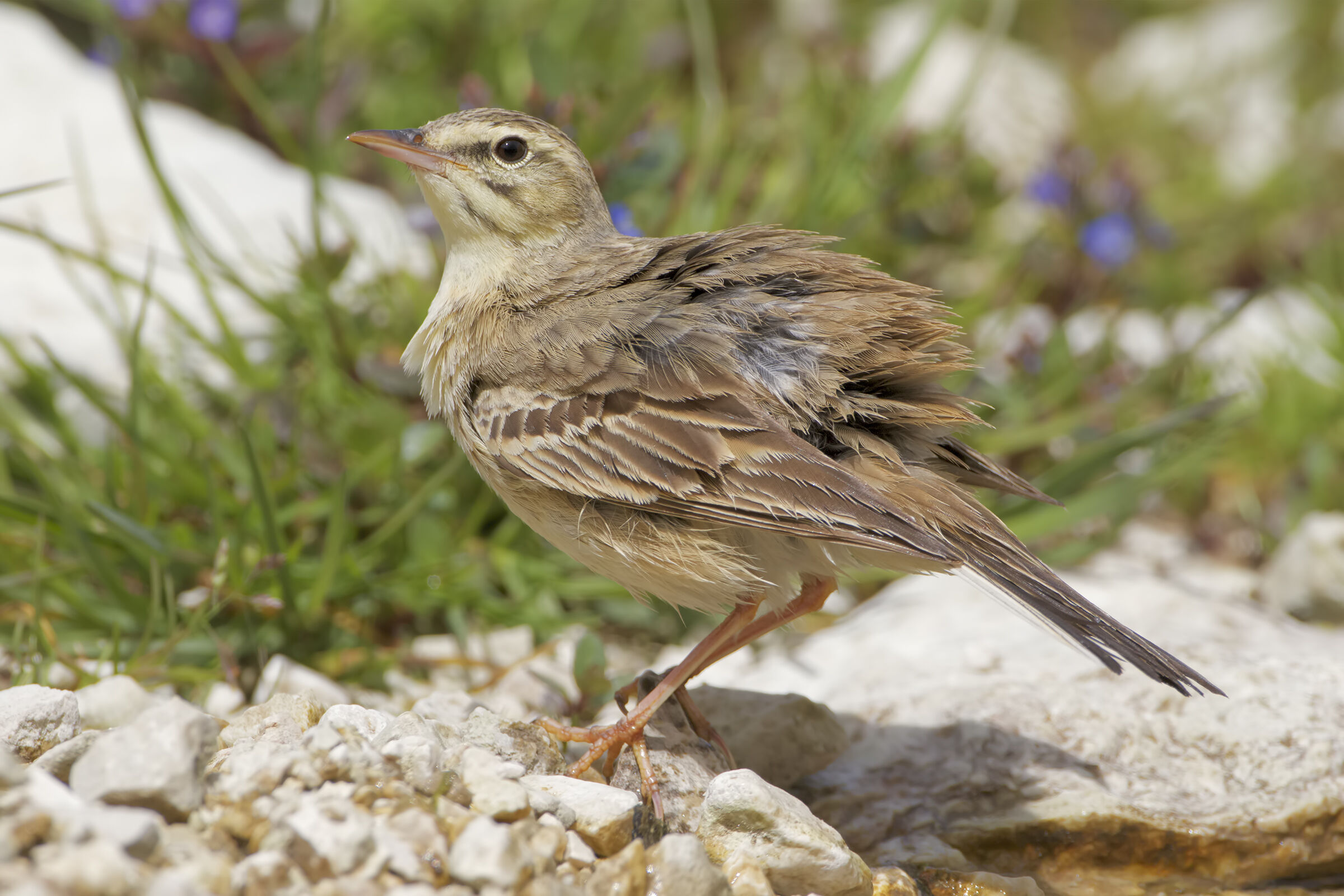 Calandro "spettinato"