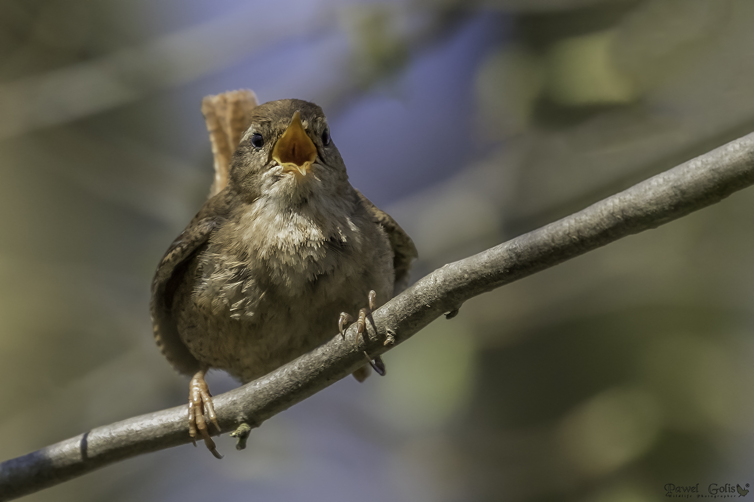 Wren eurasiatico ( Troglodytes troglodytes)
