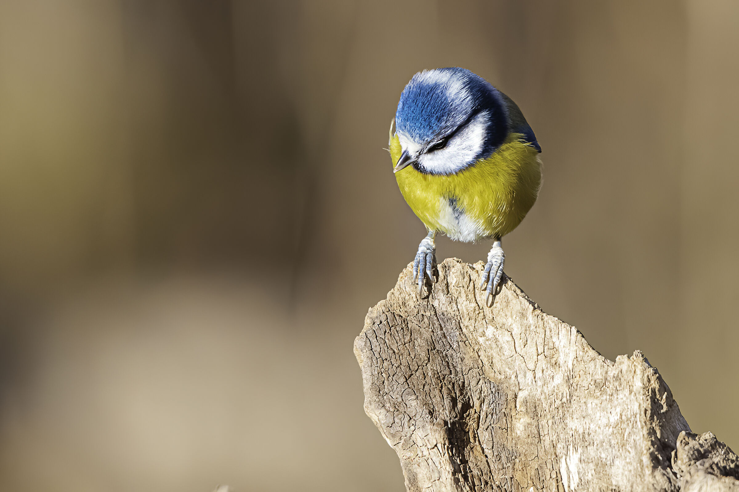 La cinciarella che osserva