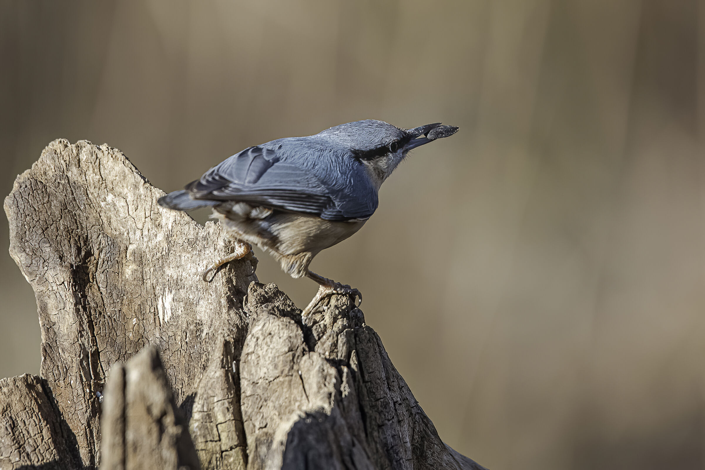 Il semino del picchio