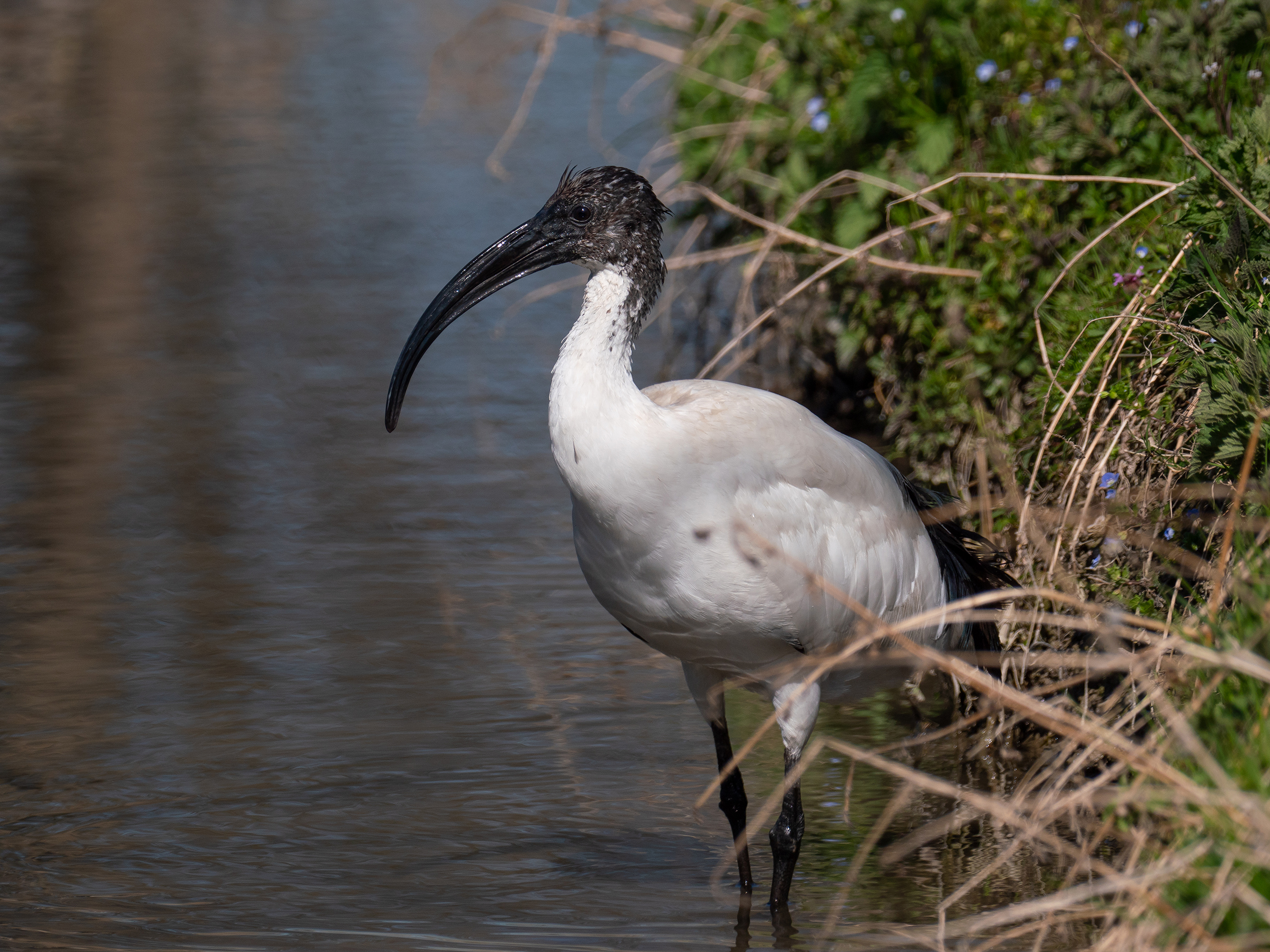 Sacred Ibis.