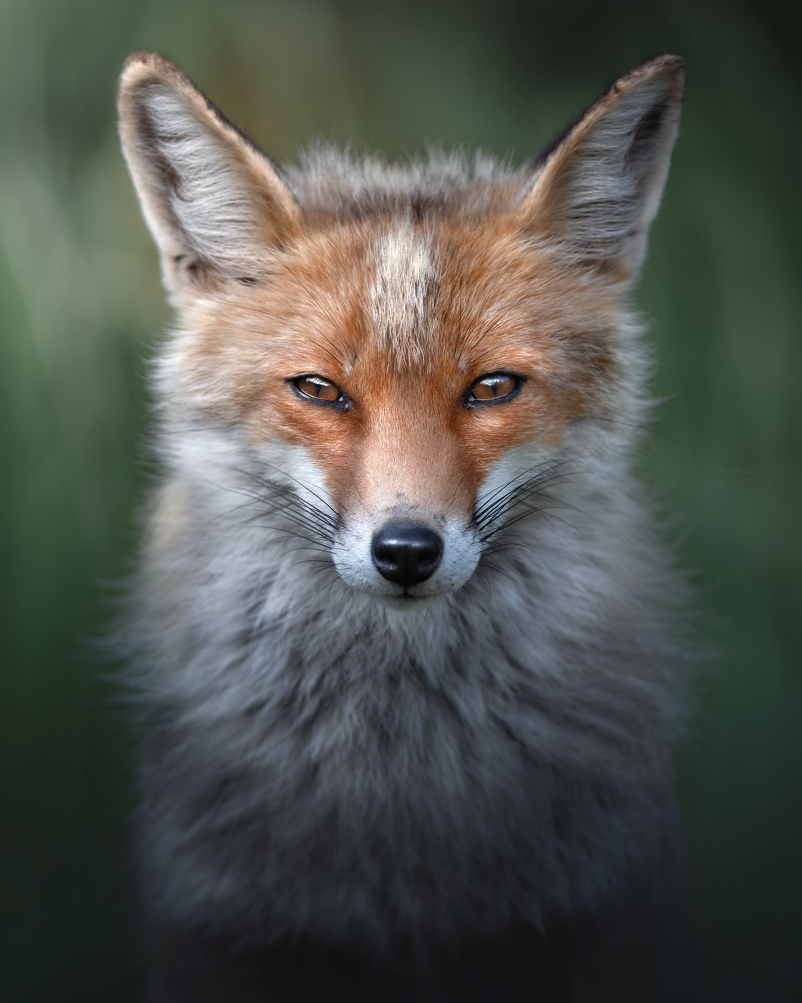 Funny fox