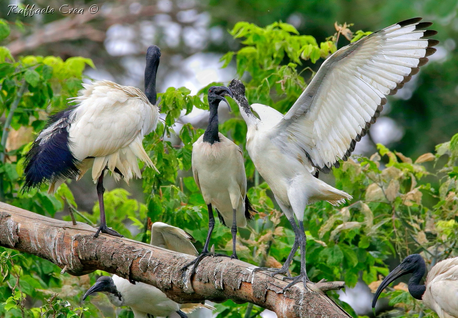 Sacred Ibis: The Imbepied