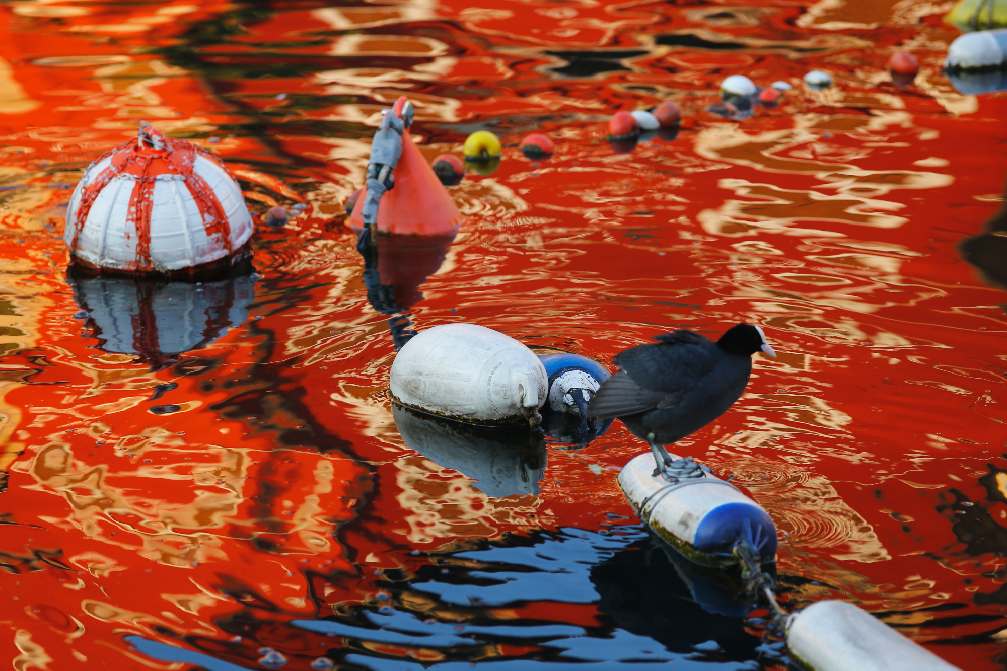 Lake Garda - Lazise harbor