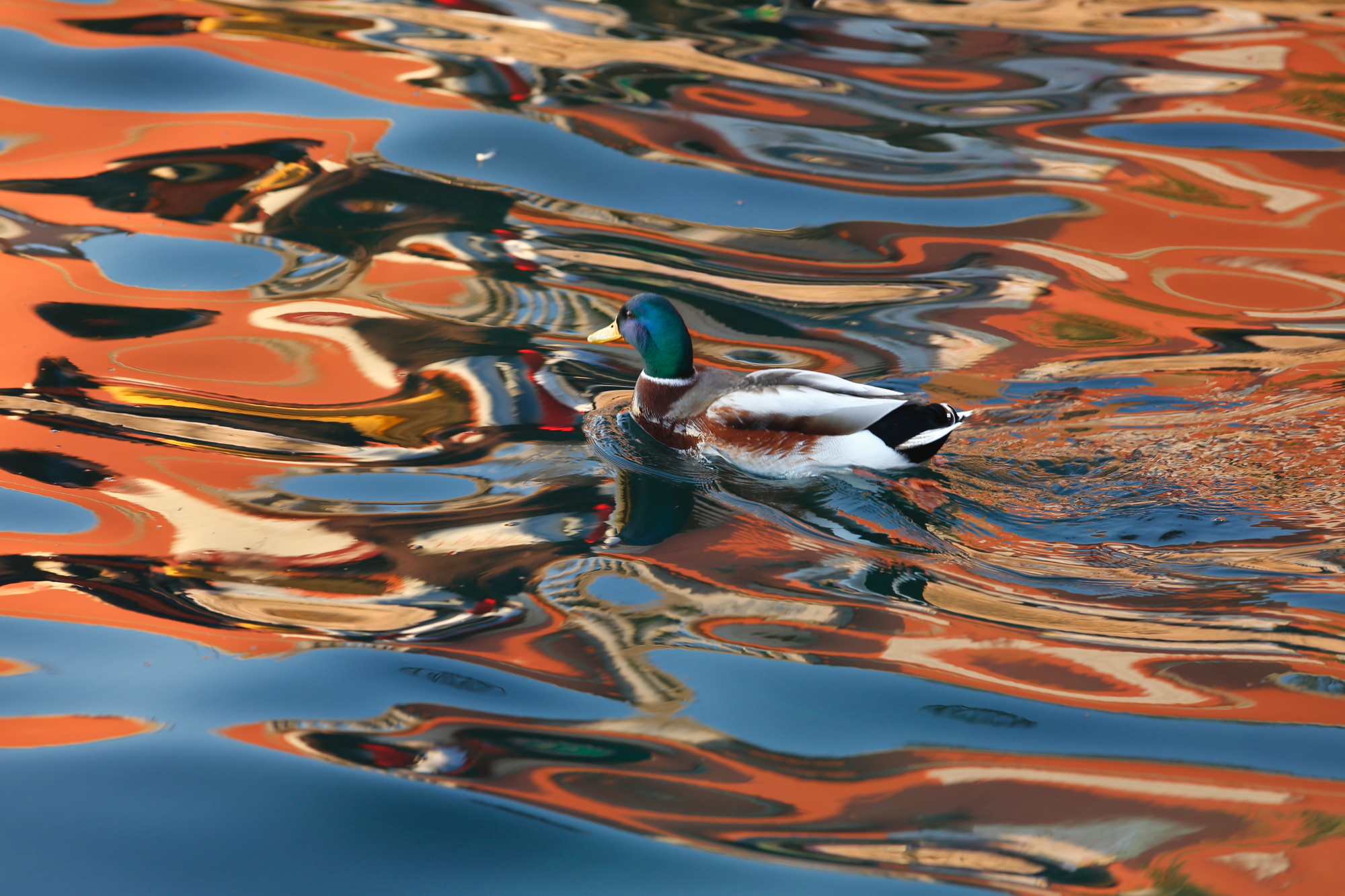 Lake Garda - Lazise harbor