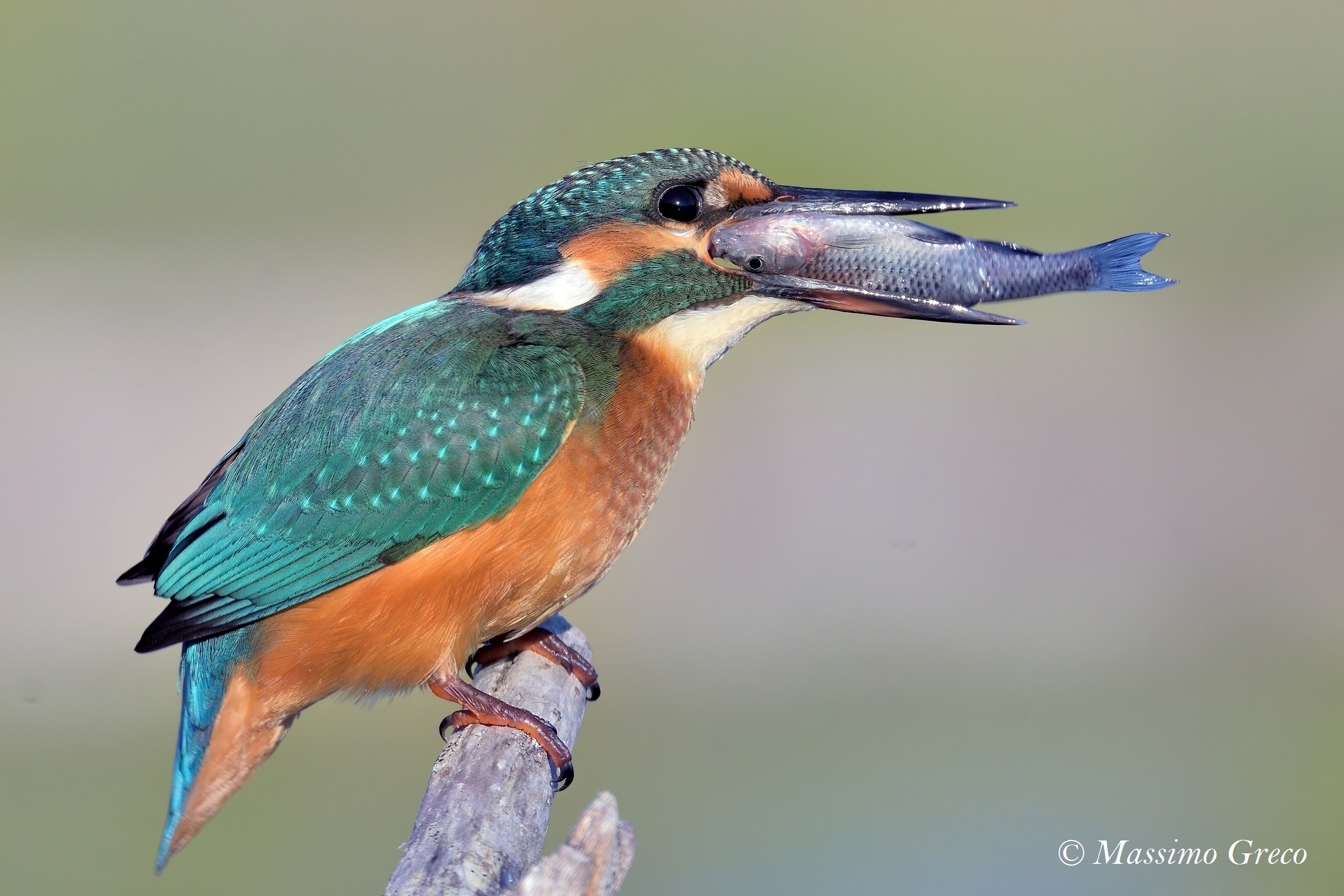 Fisherman's Martin - A challenging breakfast...